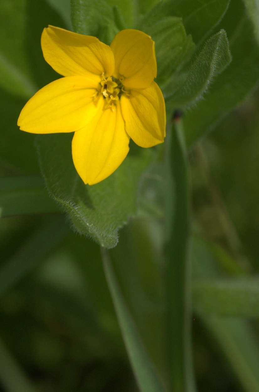 Lindheimera texana, Texas Yellow Star