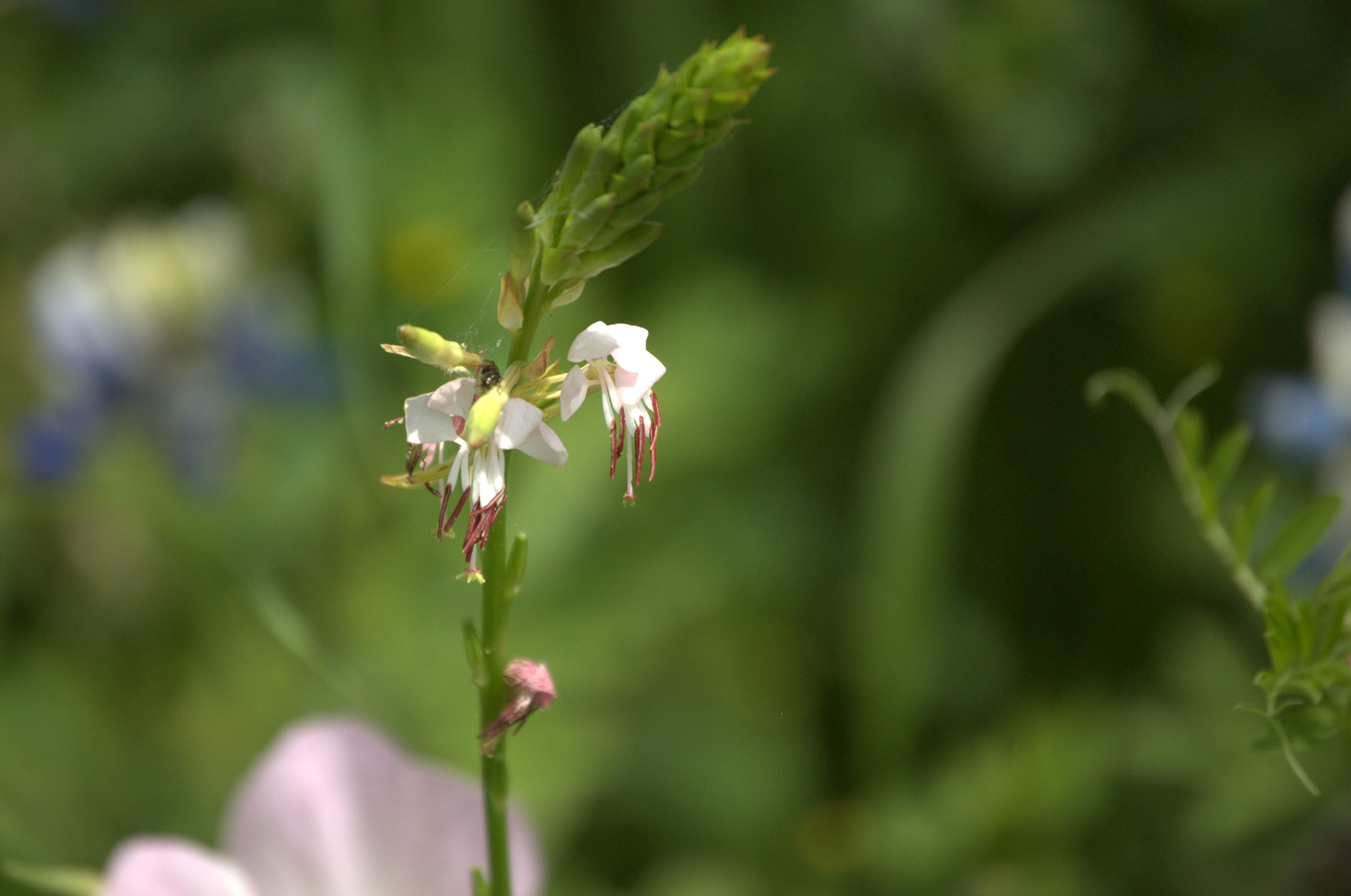 Gaura coccinea, Scarlet Gaura