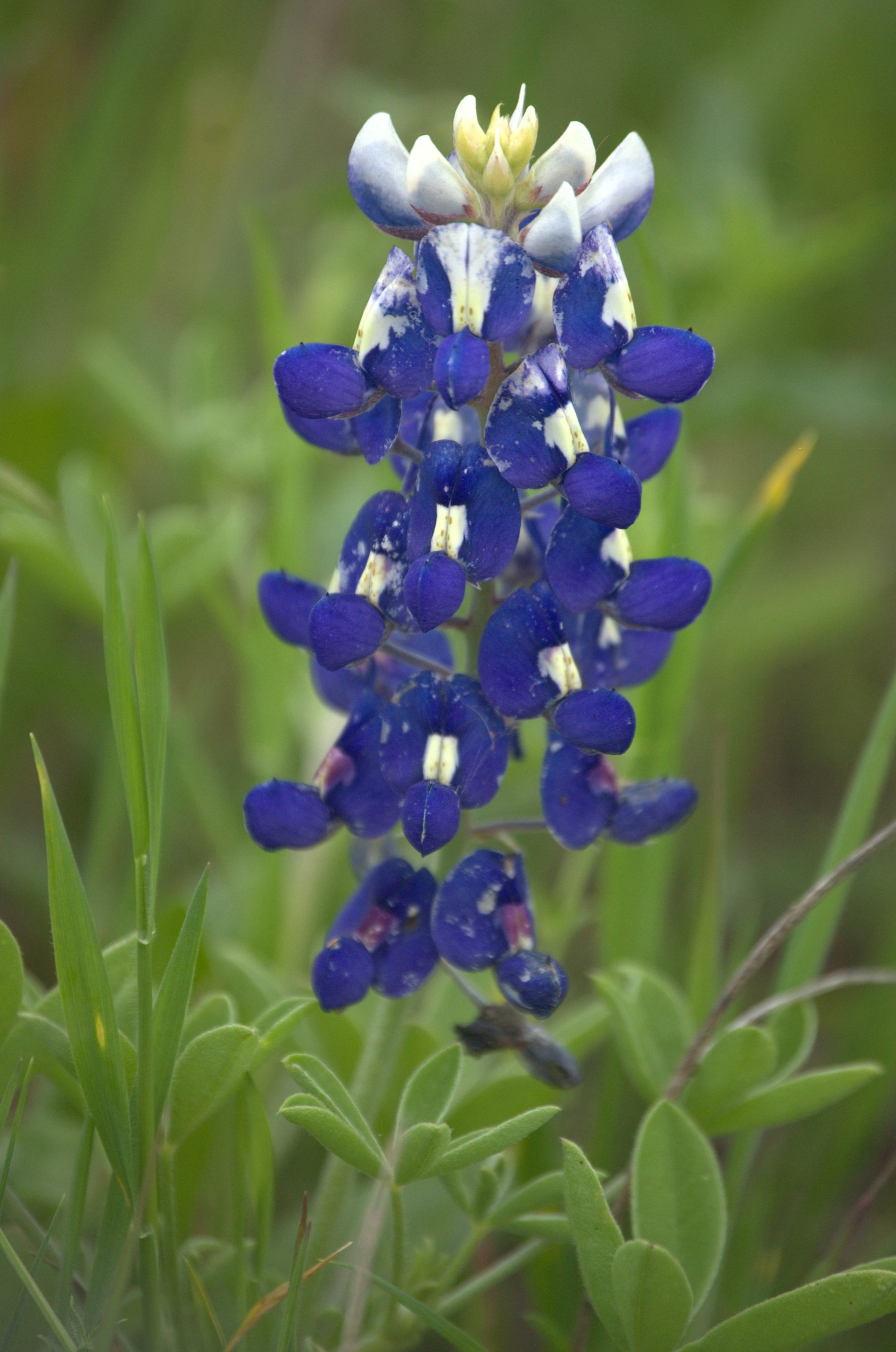 Lupinus texensis, Texas Bluebonnet