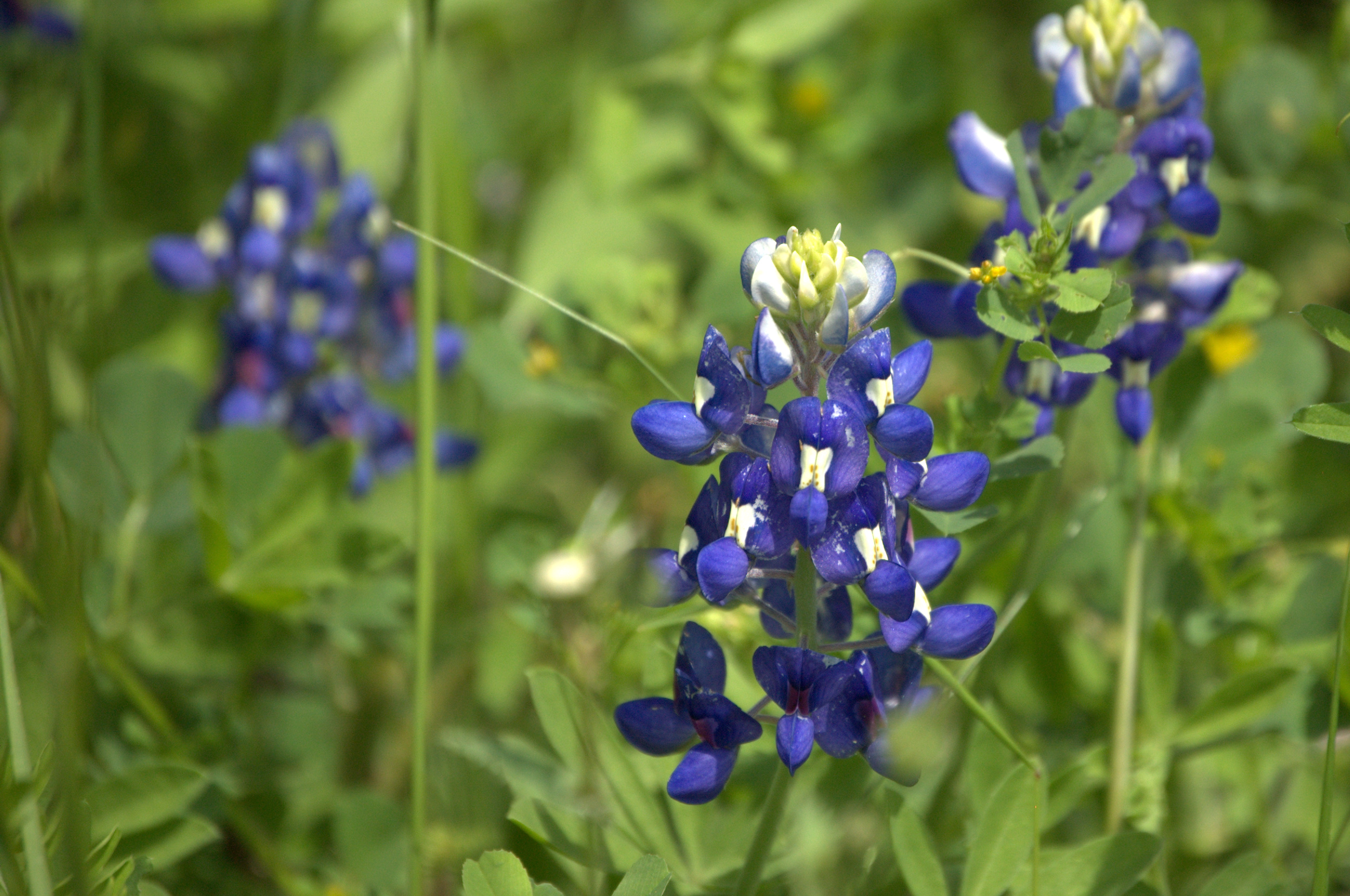 Lupinus texensis, Texas Bluebonnet