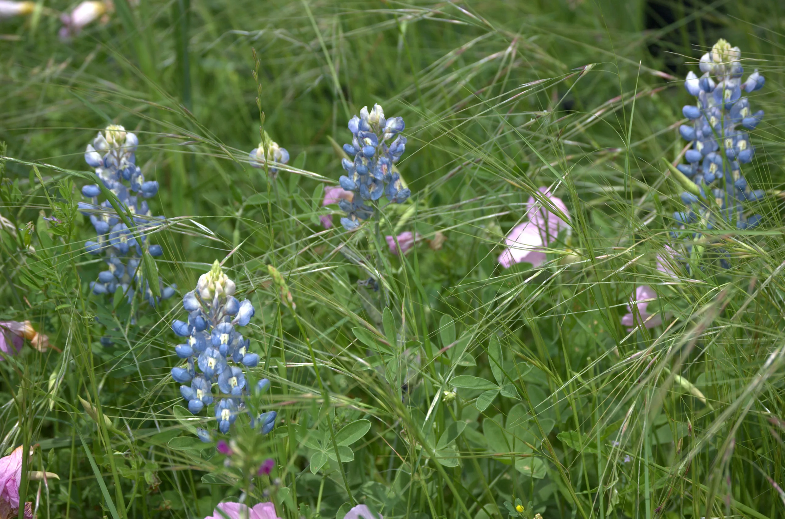 Lupinus texensis, Texas Bluebonnet