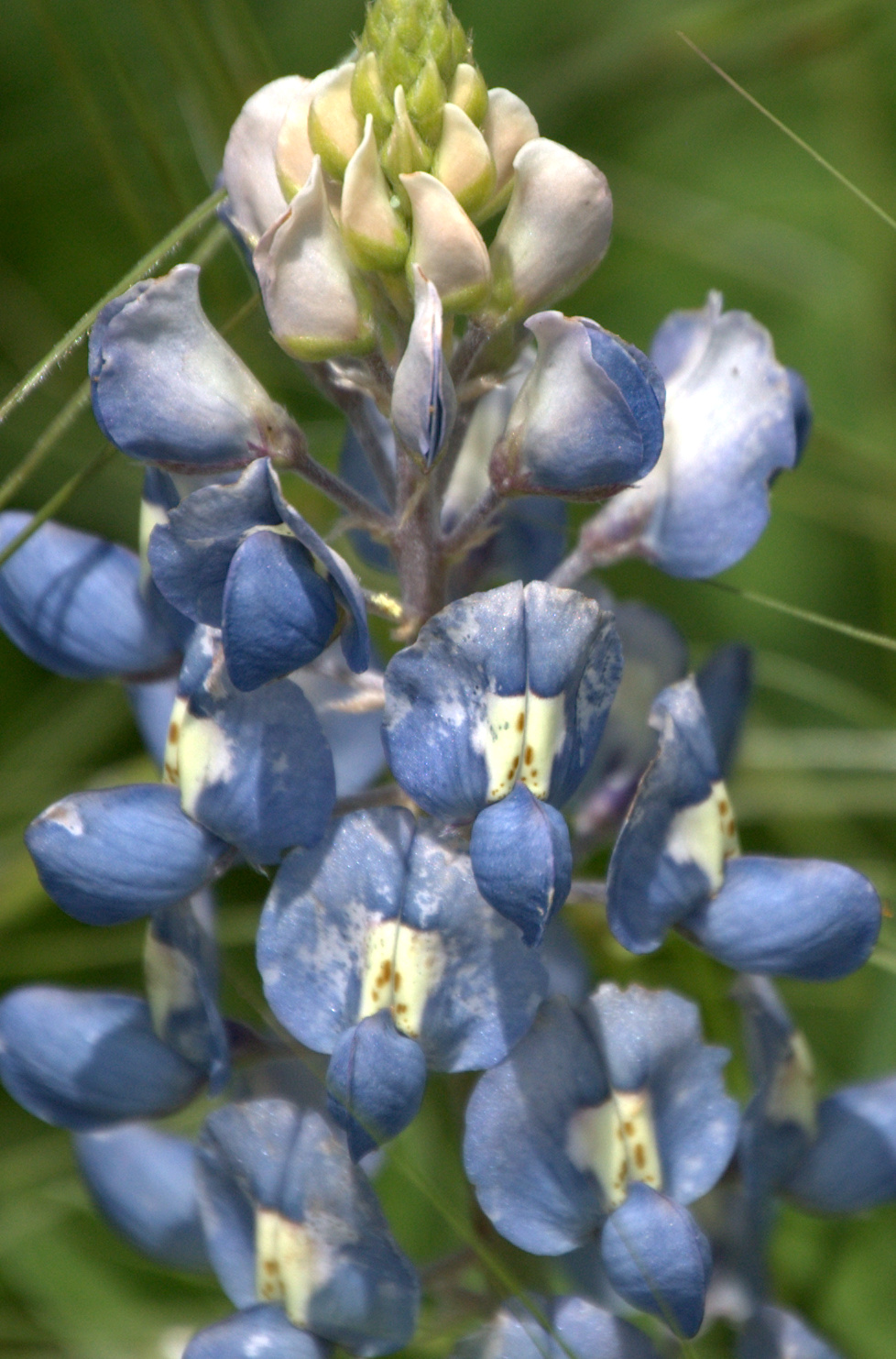 Lupinus texensis, Texas Bluebonnet