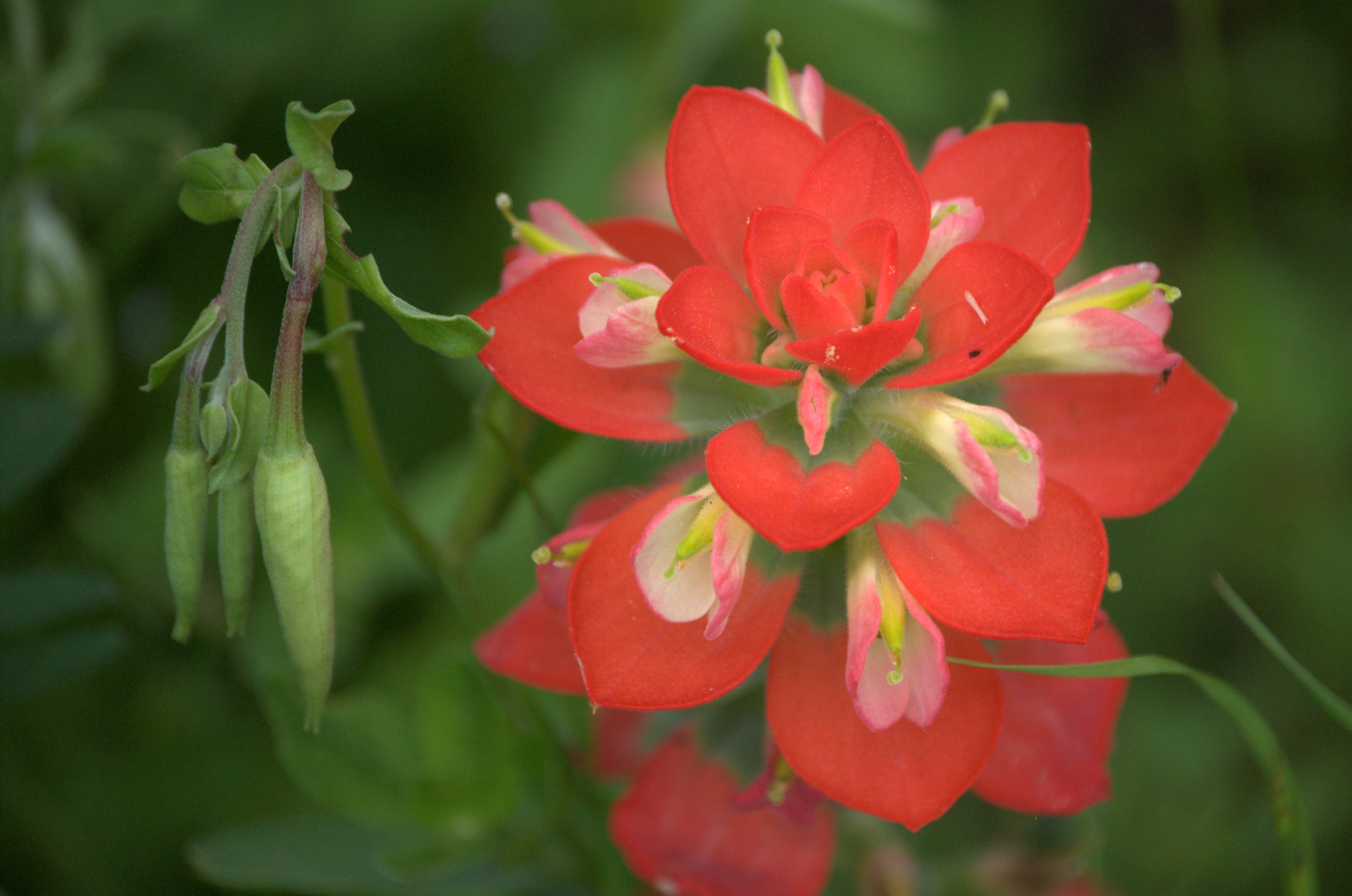 Castilleja indivisa, Indian Paintbrush