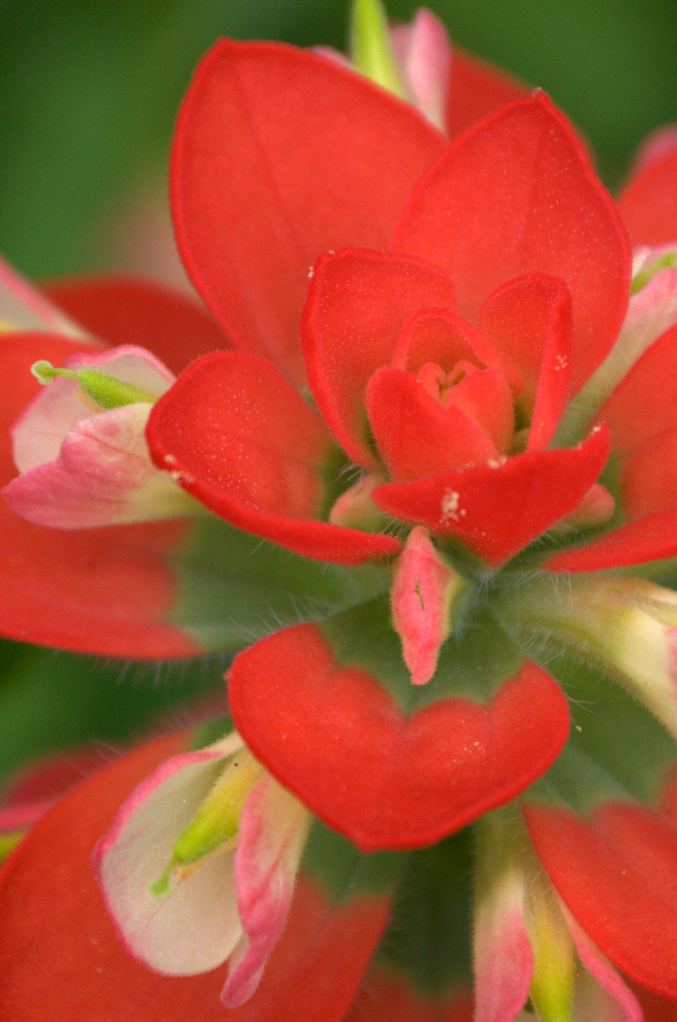 Castilleja indivisa, Indian Paintbrush