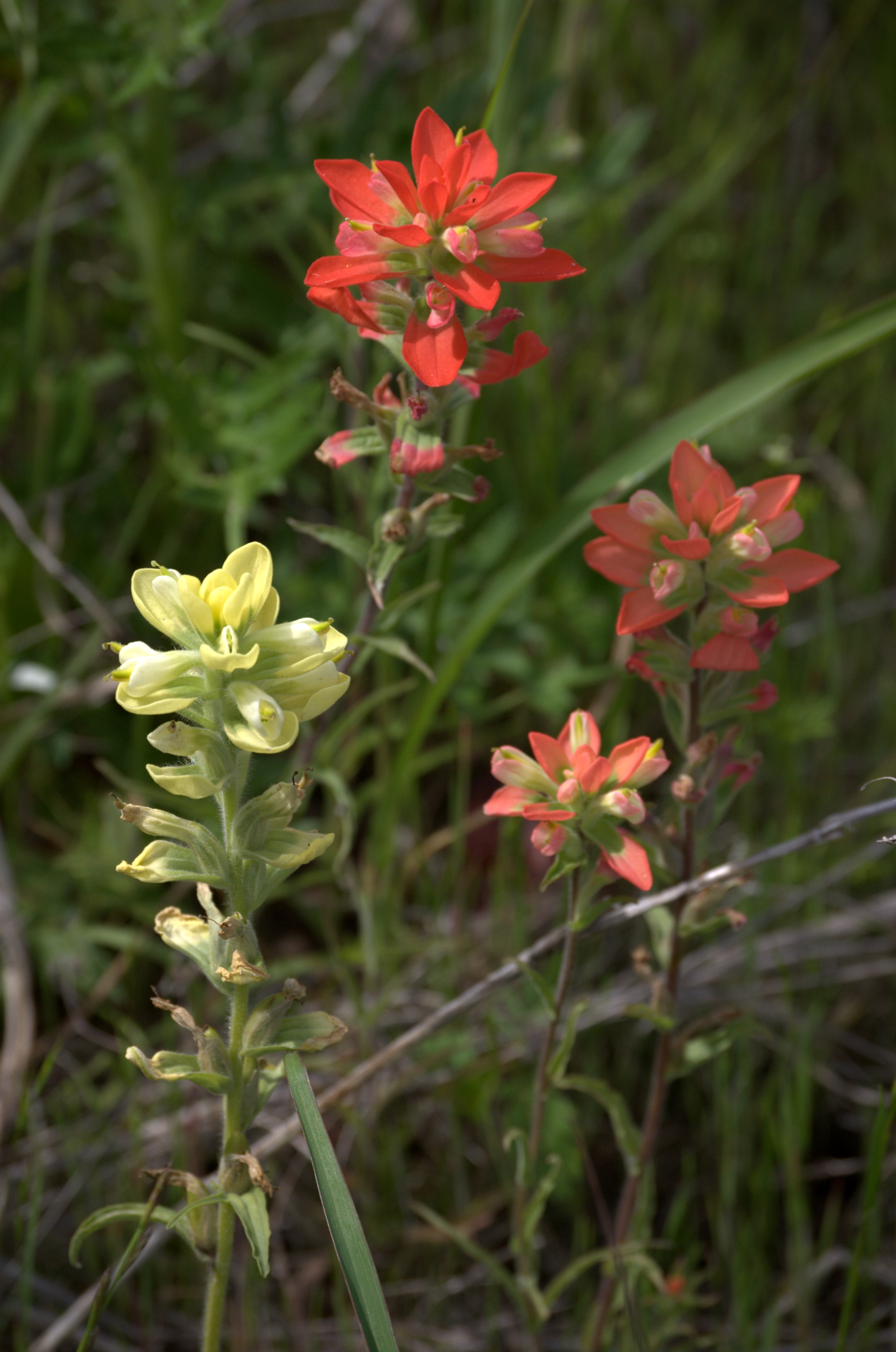 Castilleja indivisa, Indian Paintbrush