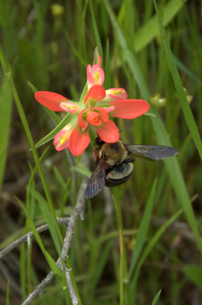 Castilleja indivisa, Indian Paintbrush