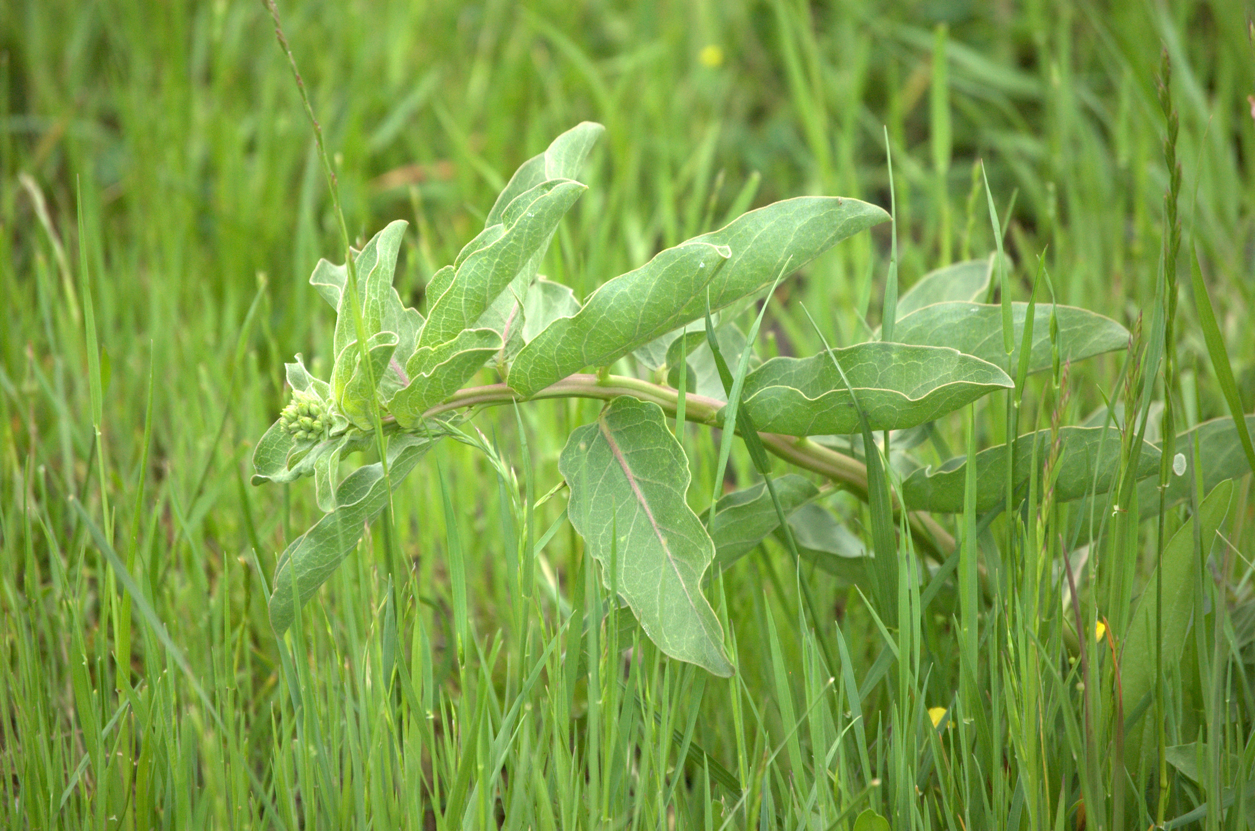 Asclepias oenotheroides, Zizotes Milkweed