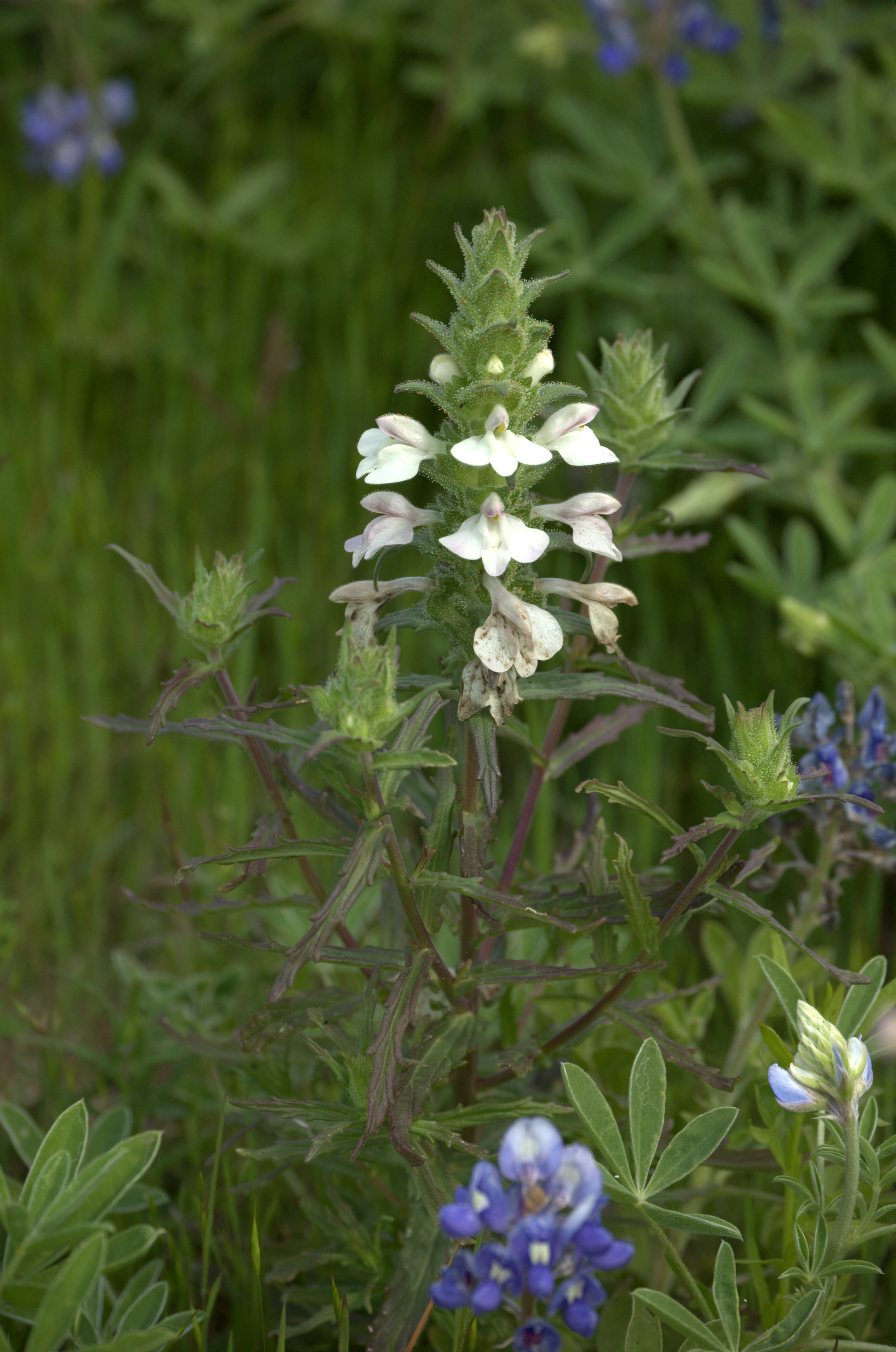 Bellardia trixago, Bellardia