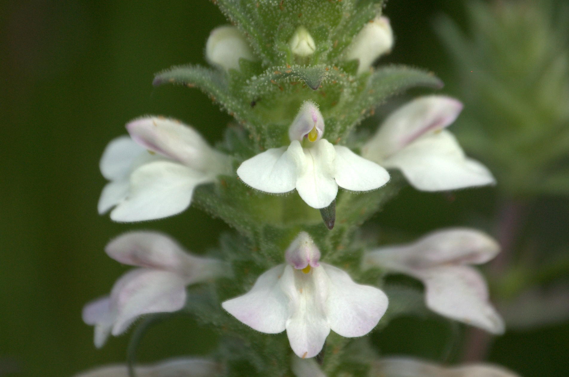 Bellardia trixago, Bellardia