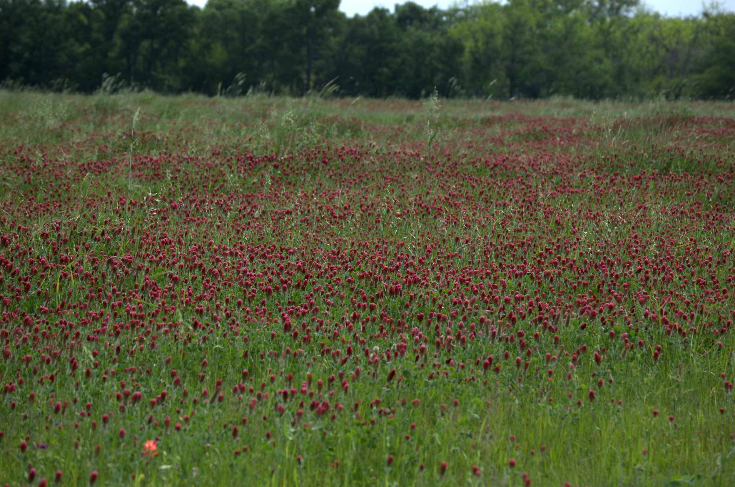 Trifolium incarnatum, Crimson Clover