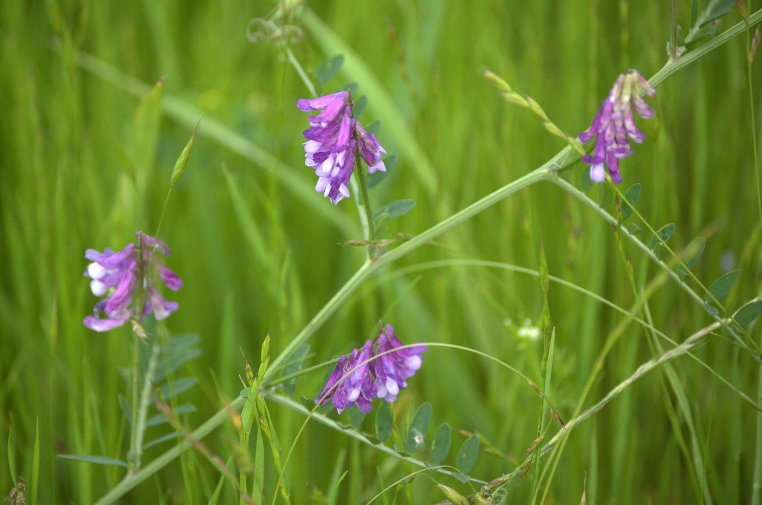 Vicia dasycarpa, Winter Vetch