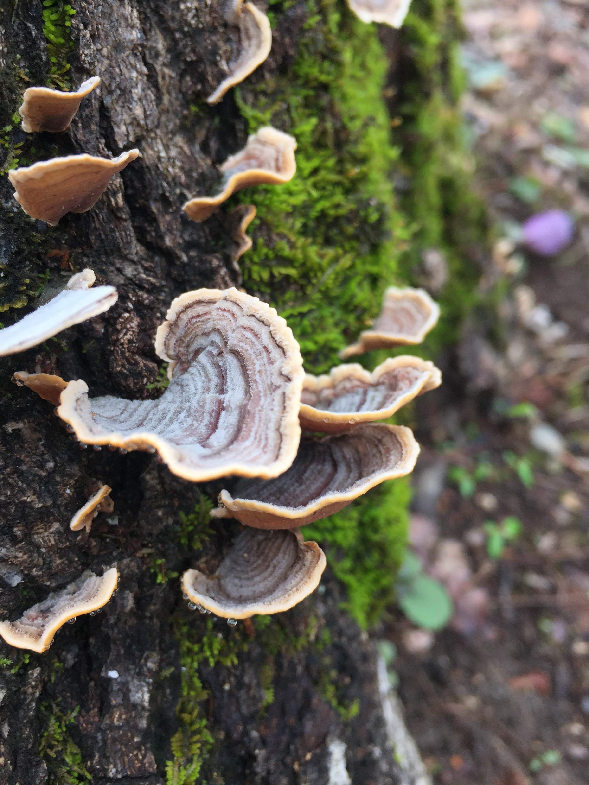 Trametes sp.