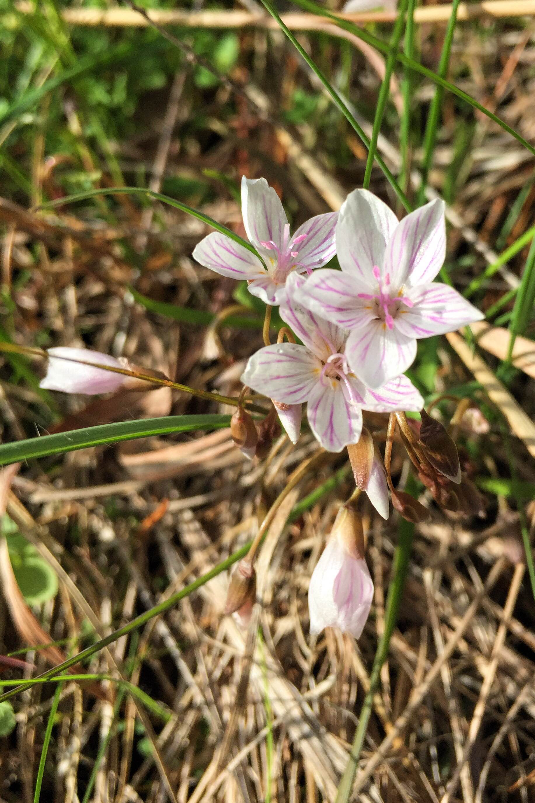 Claytonia virginica