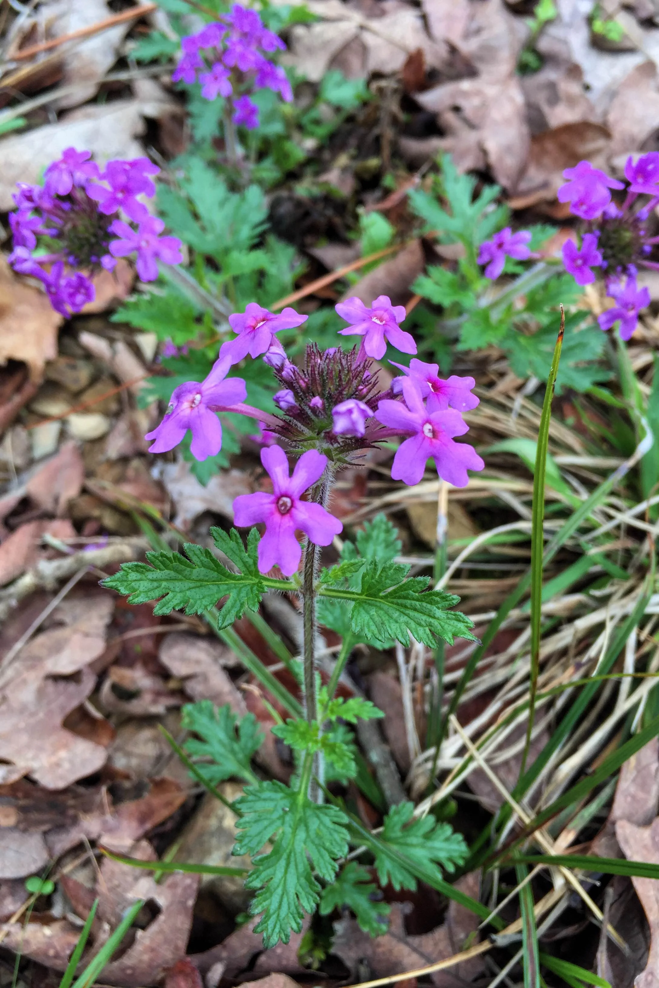 Verbena x goodmanii