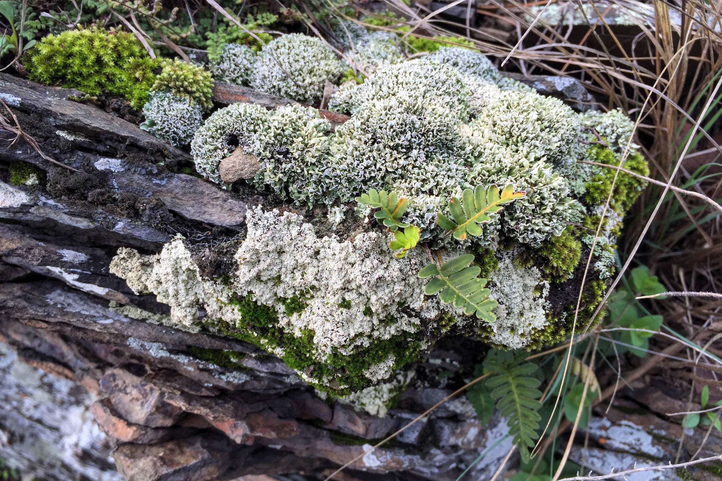 Pleopeltis polypodioides
