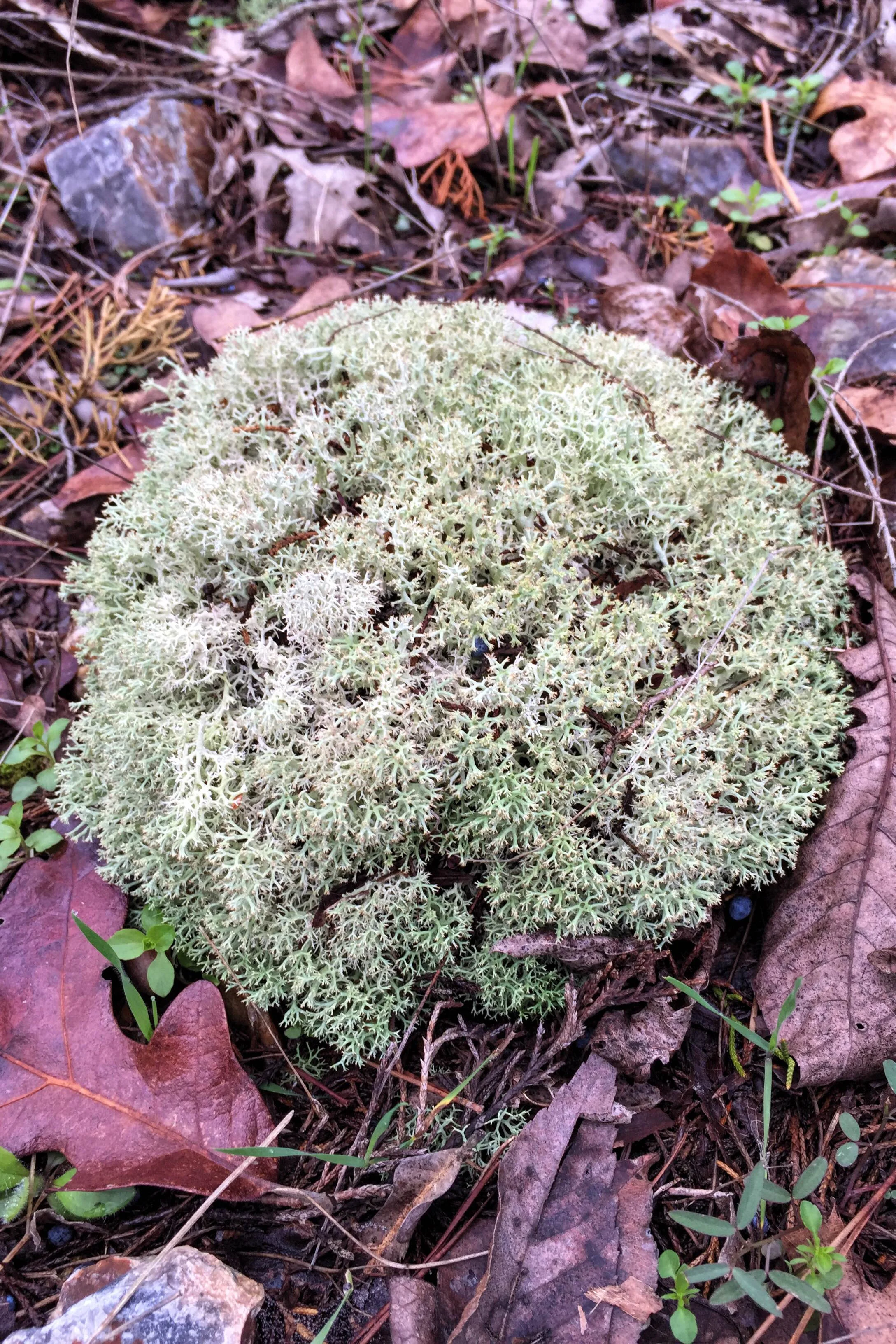 Cladonia rangiferina