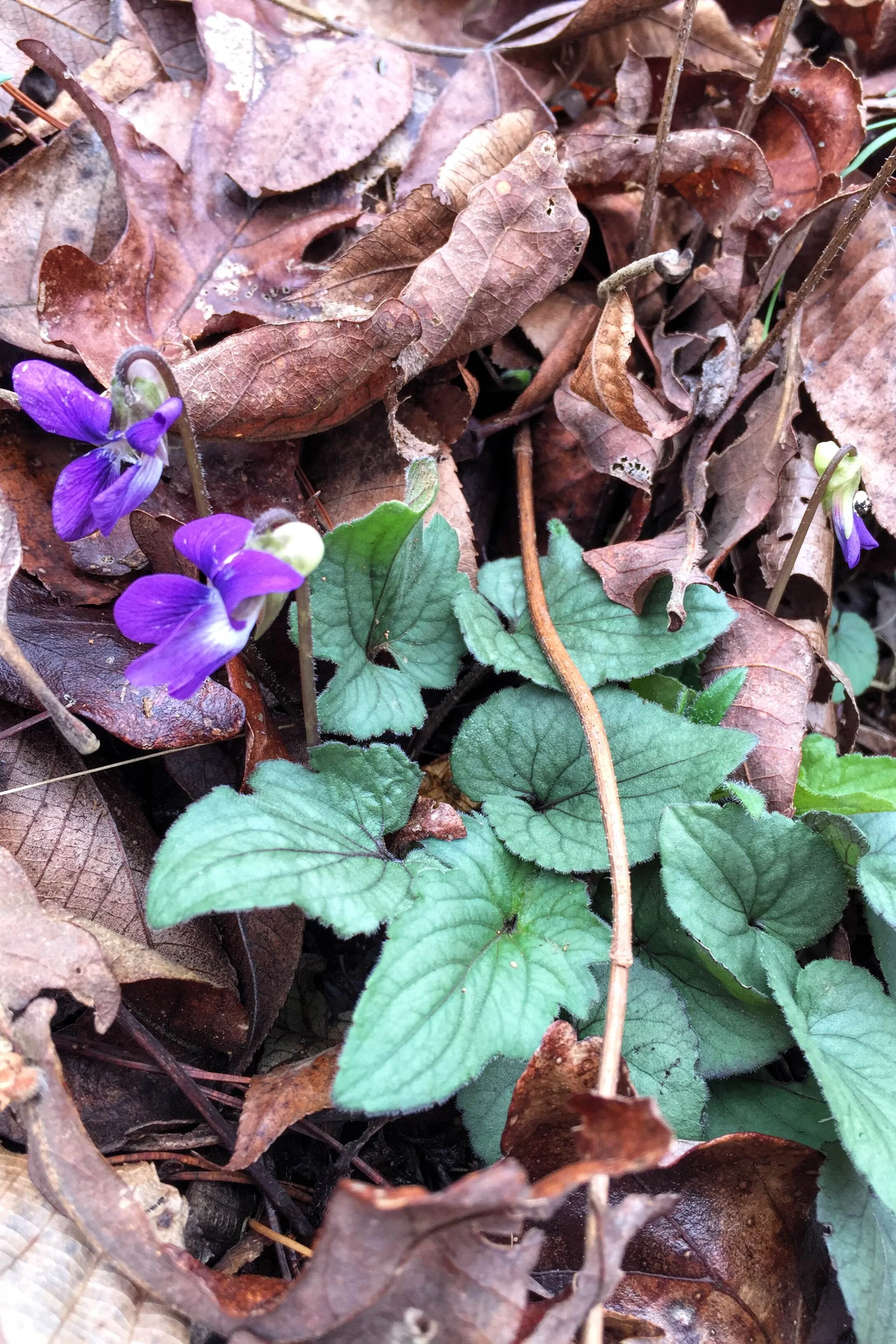 Viola villosa