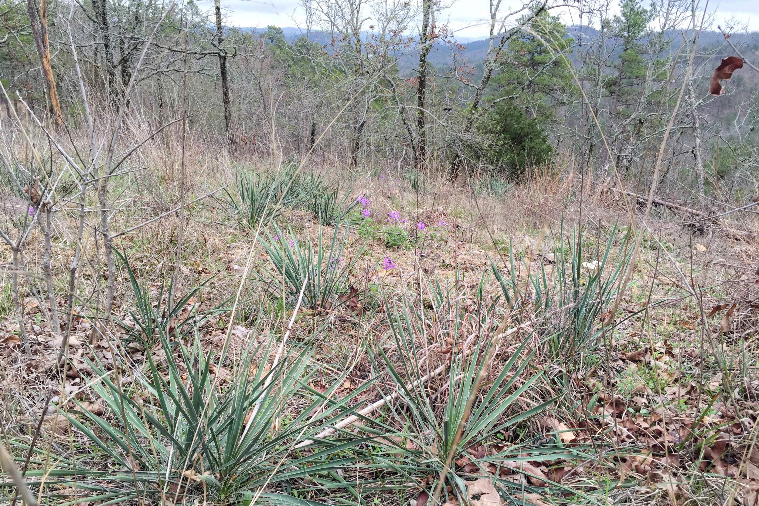 Yucca arkansana