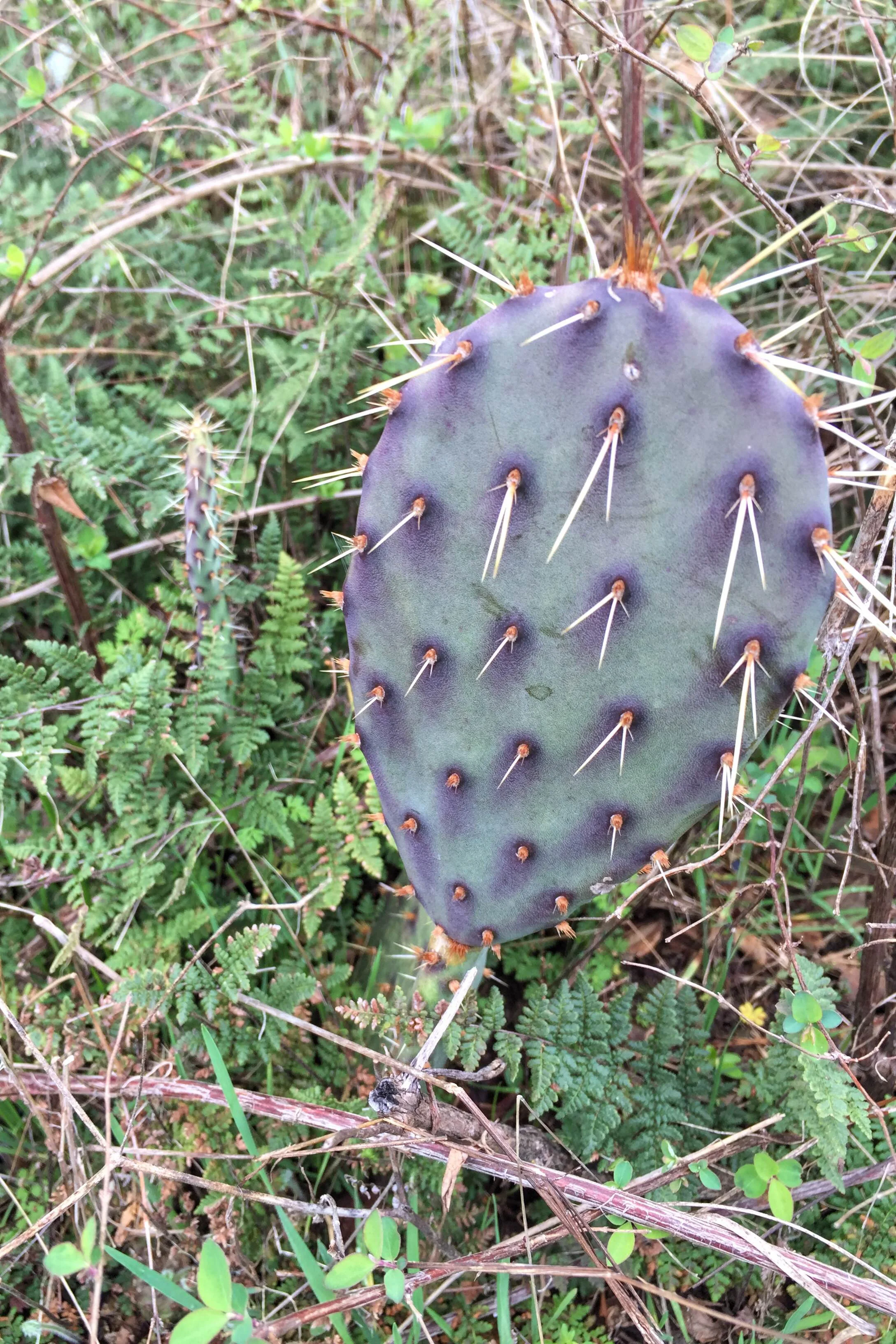 Opuntia sp.