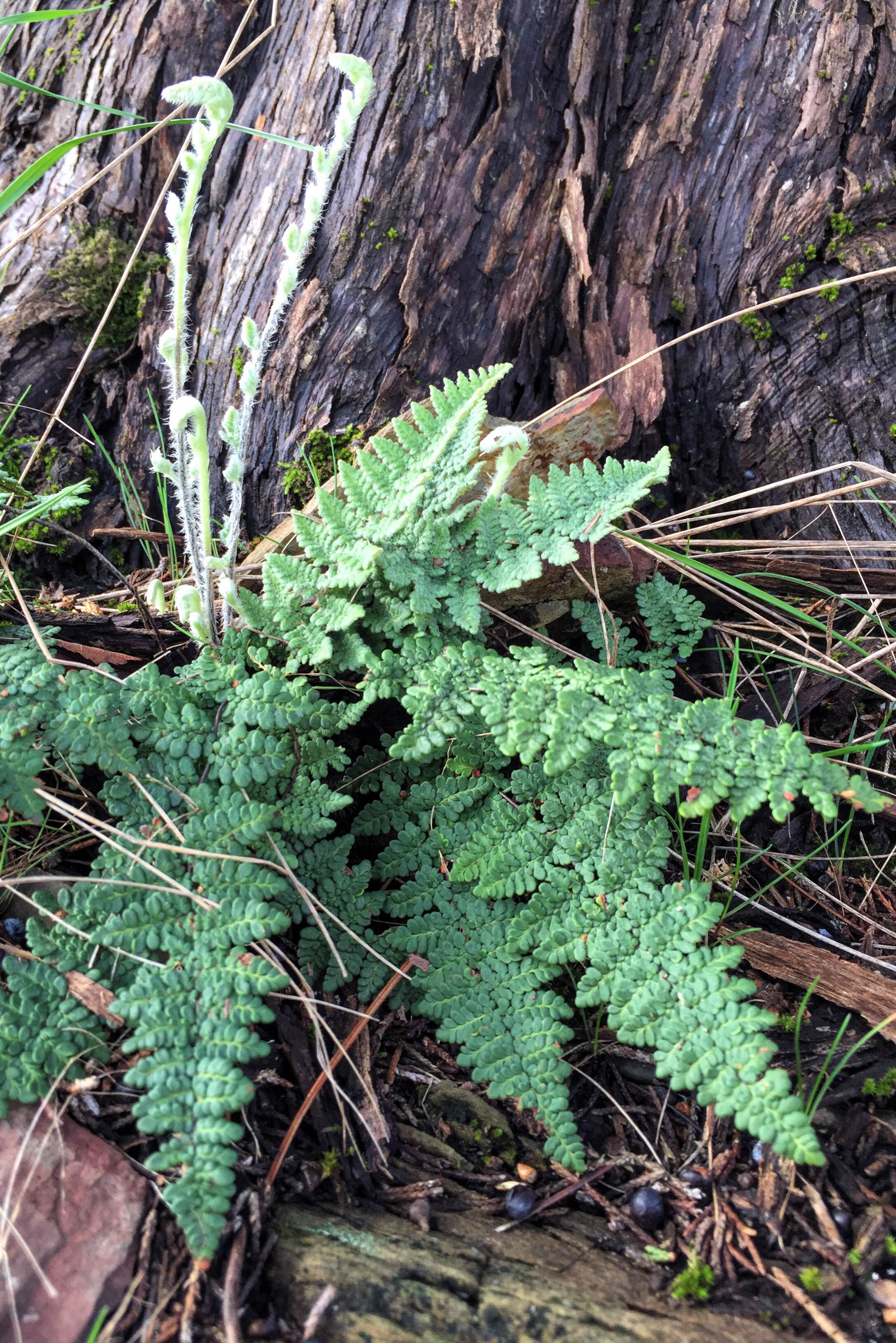 Cheilanthes sp. 