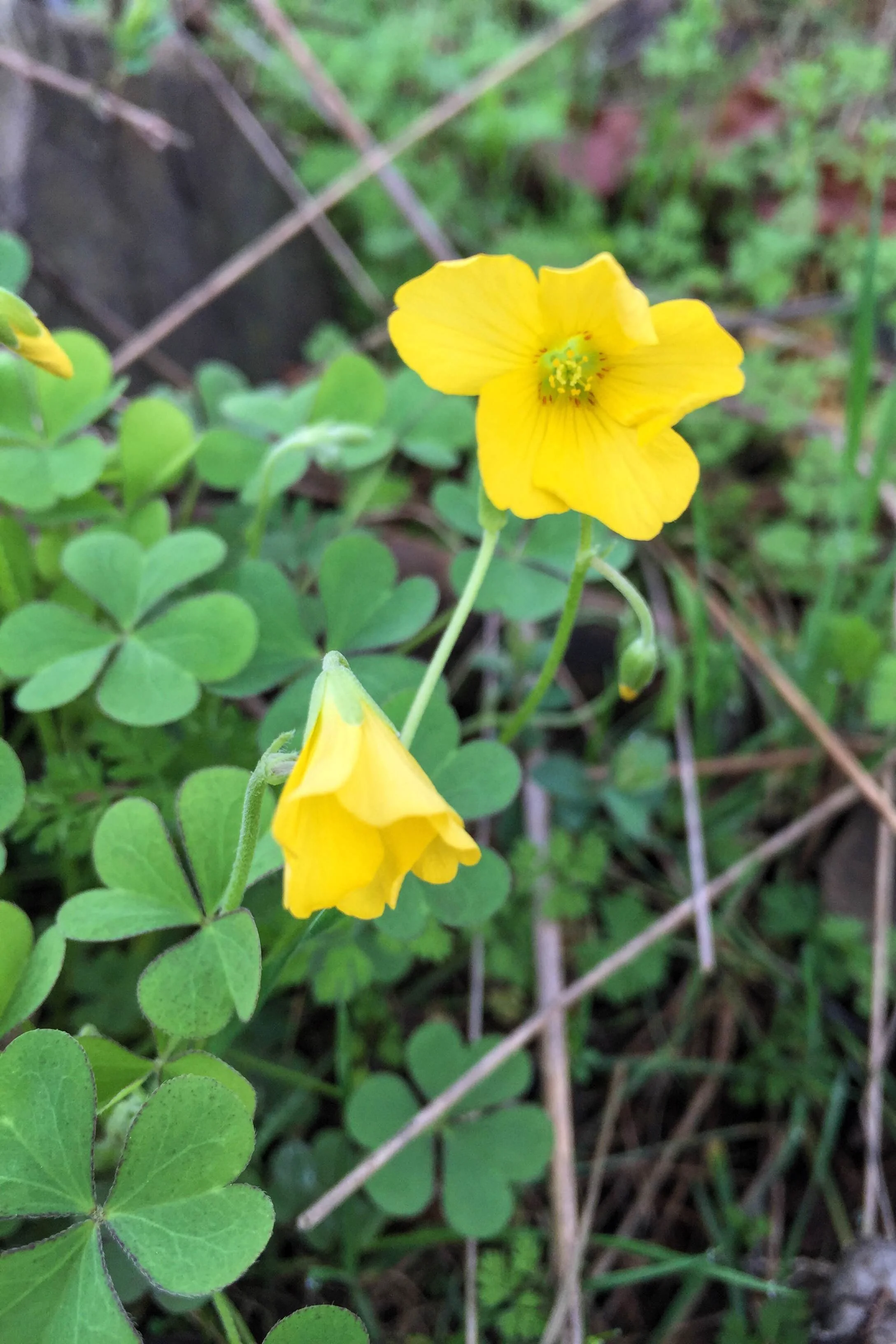 Oxalis stricta
