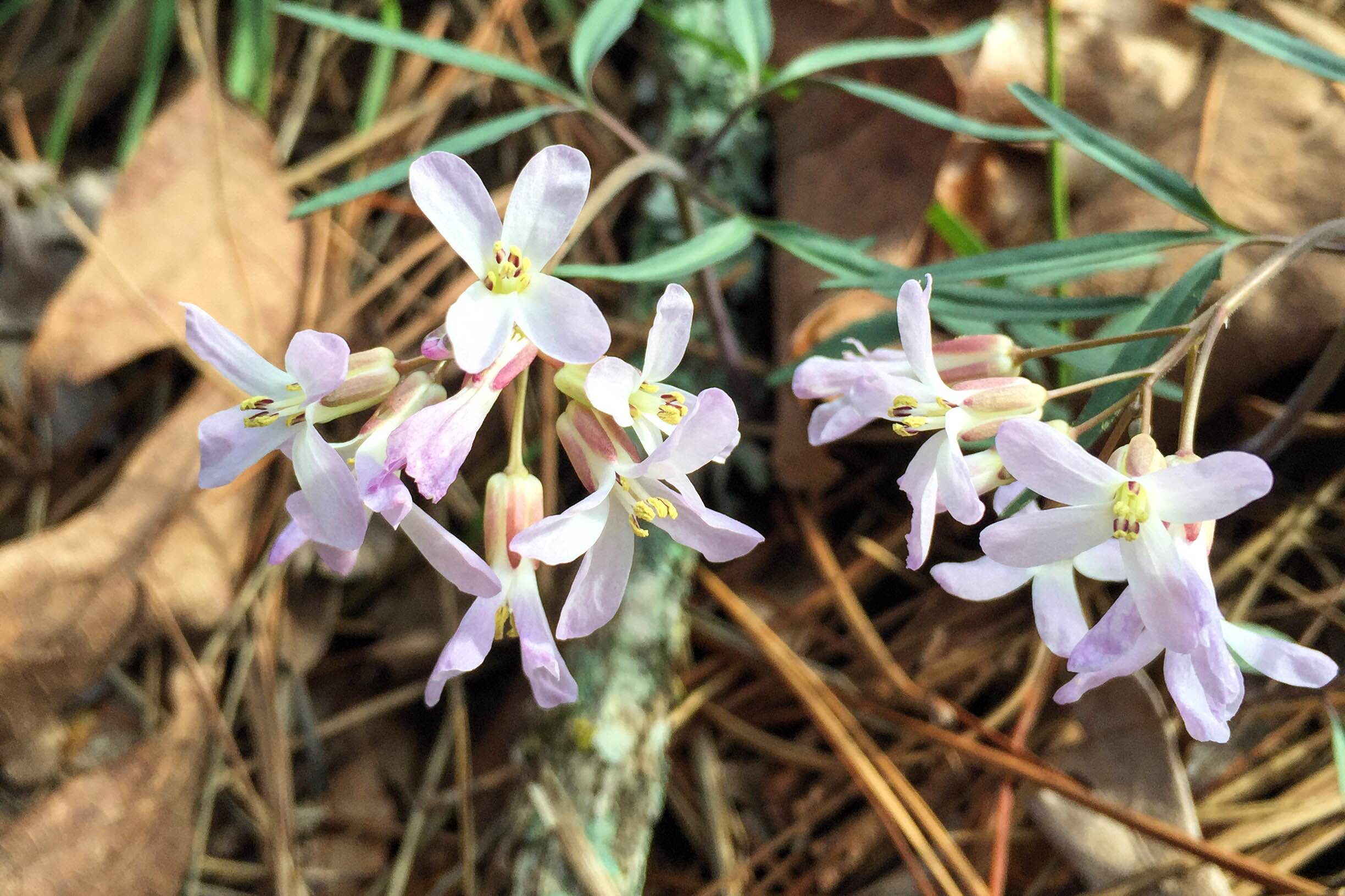 Cardamine concatenata