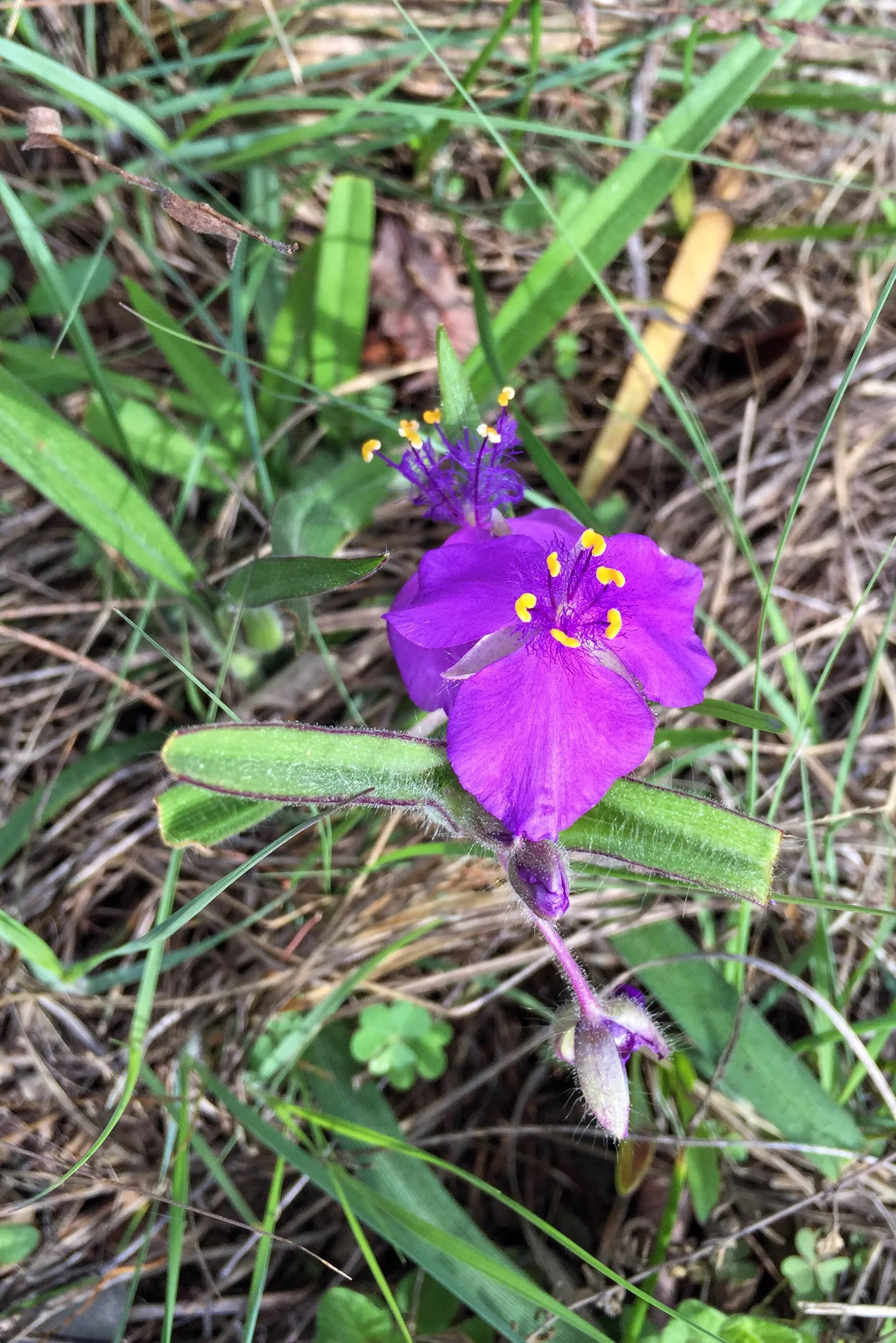 Tradescantia hirsutiflora