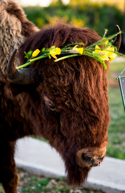 Buffalo crown of Daffodils at the entrance.