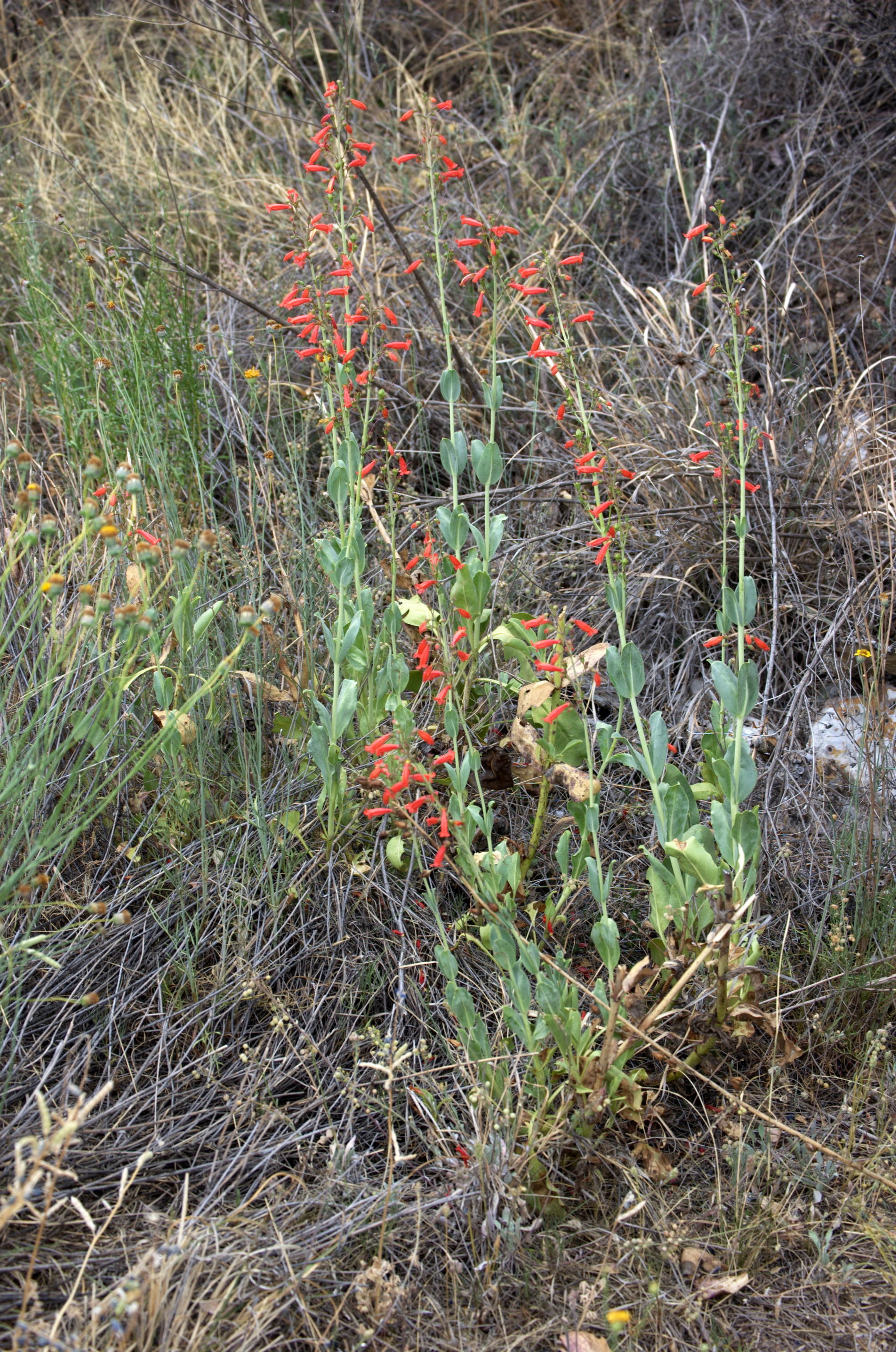 Penstemon havardii