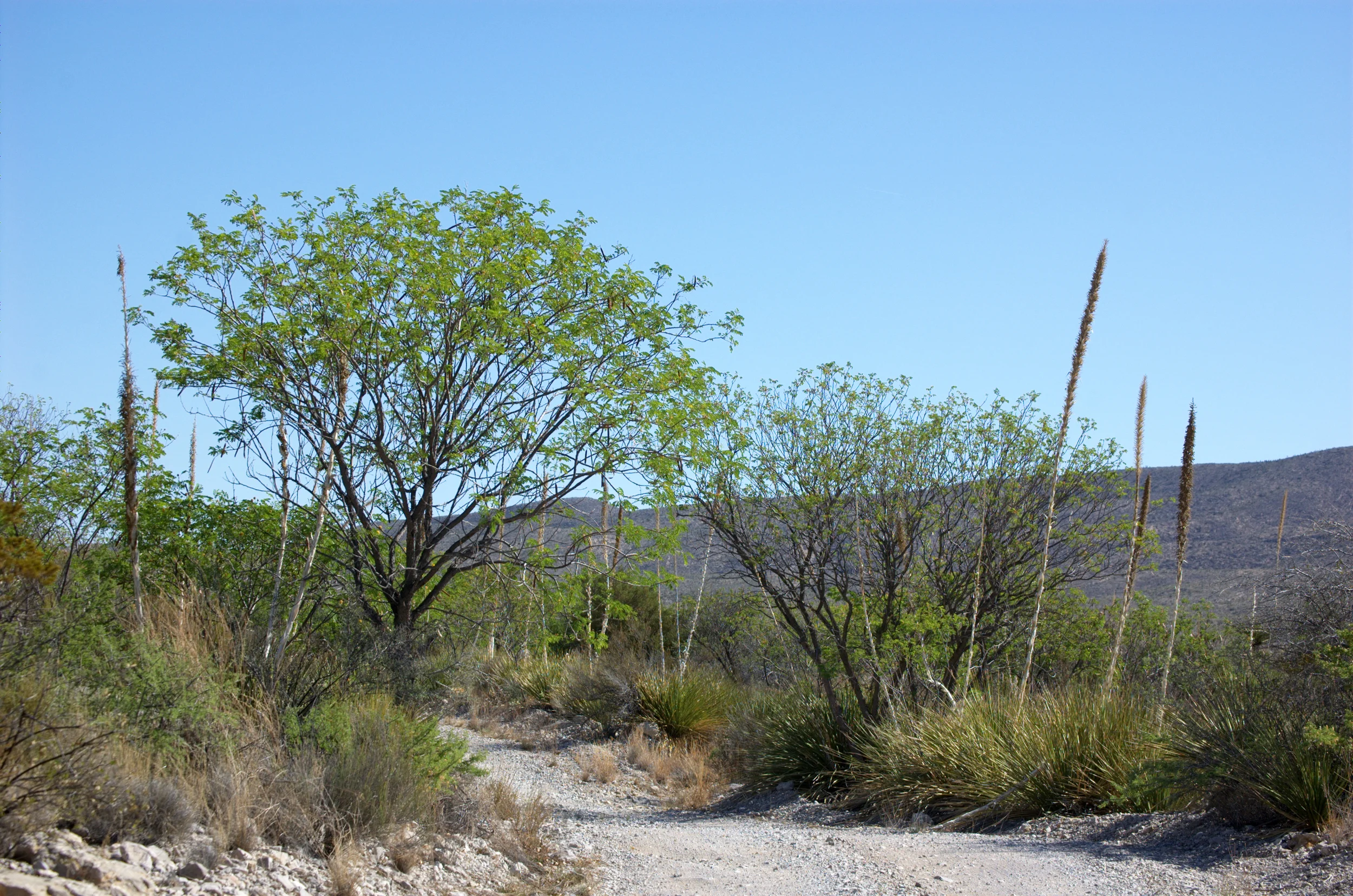 Leucaena retusa
