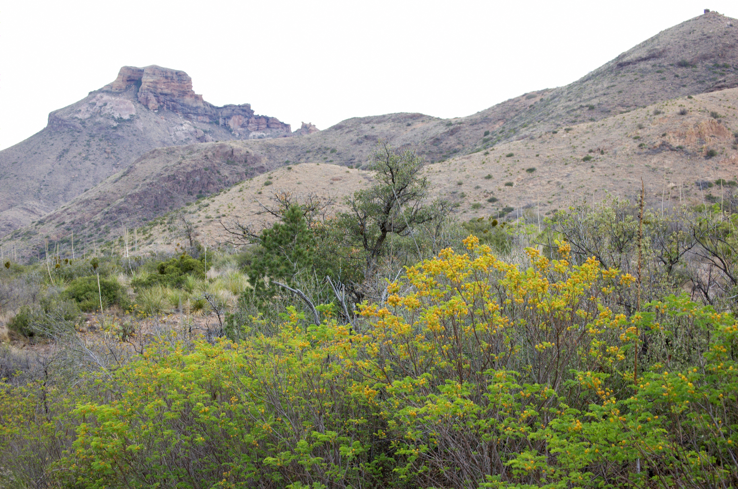 Leucaena retusa