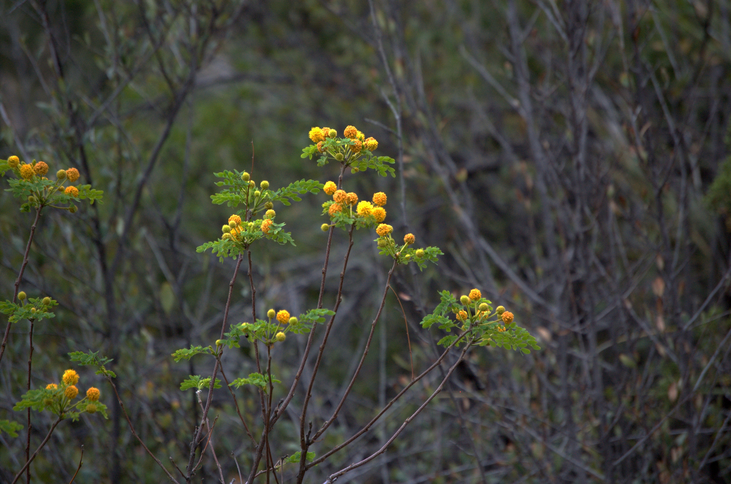 Leucaena retusa