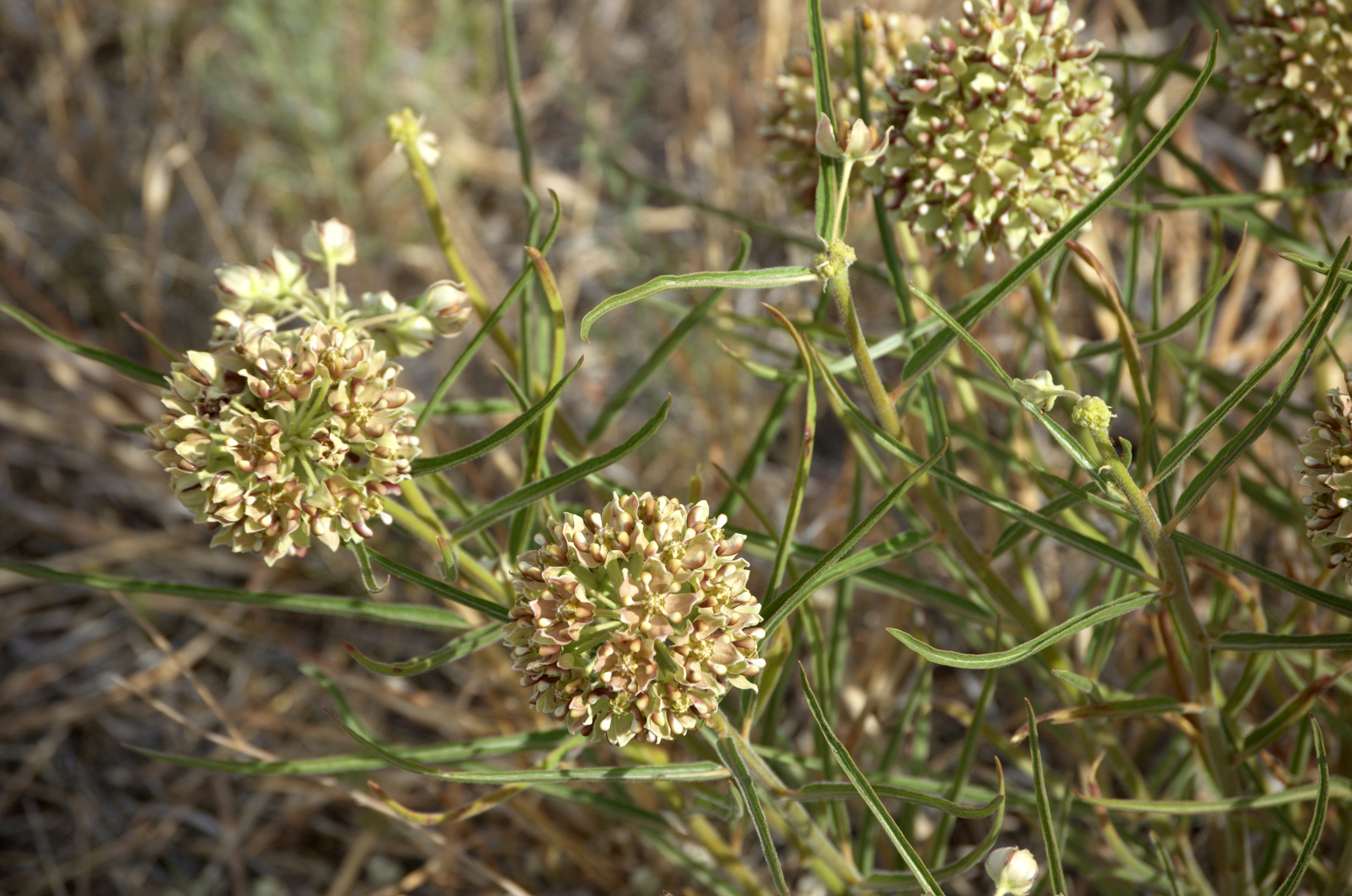 Aesclepias asperula