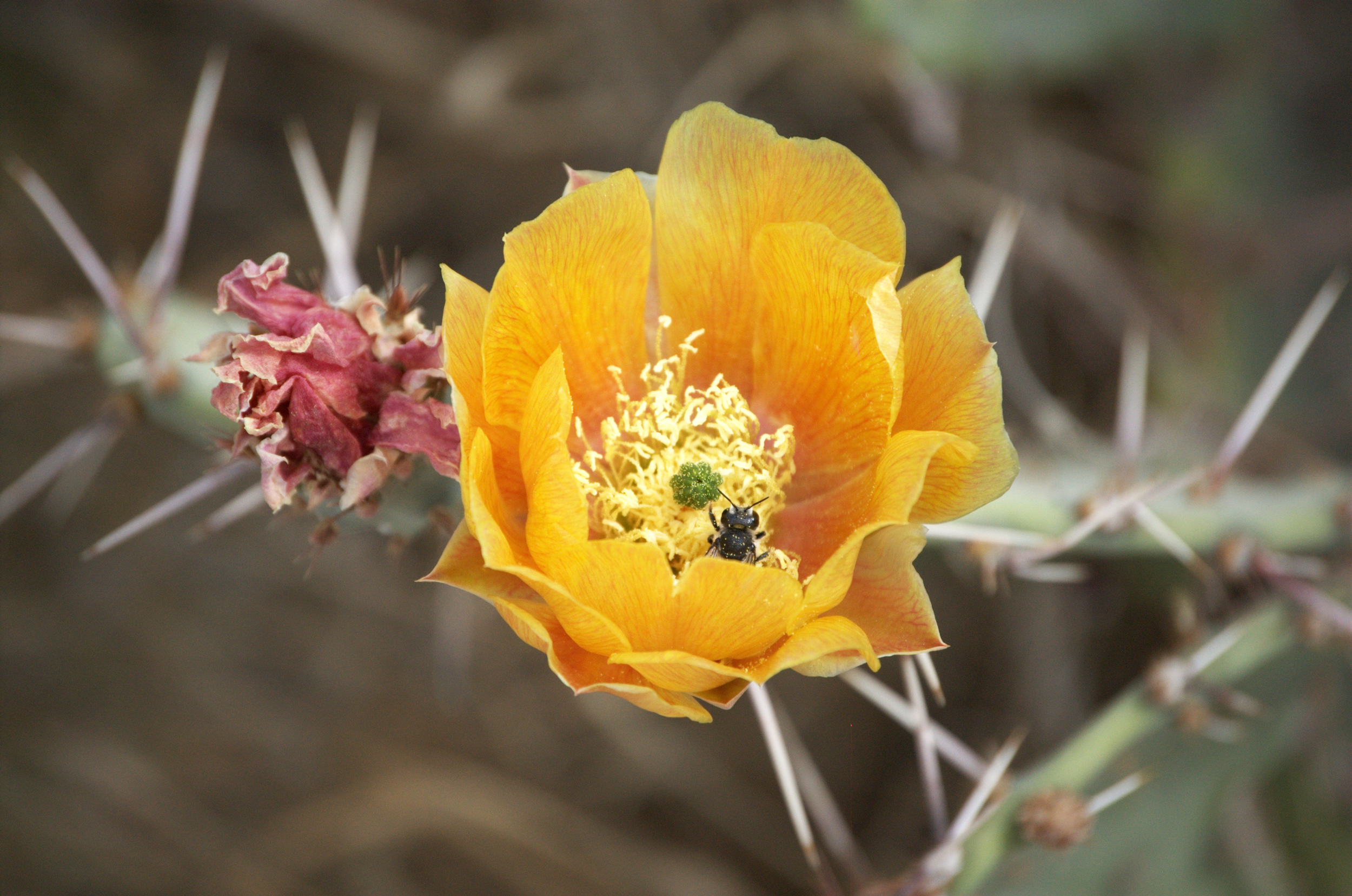 Opuntia sp.