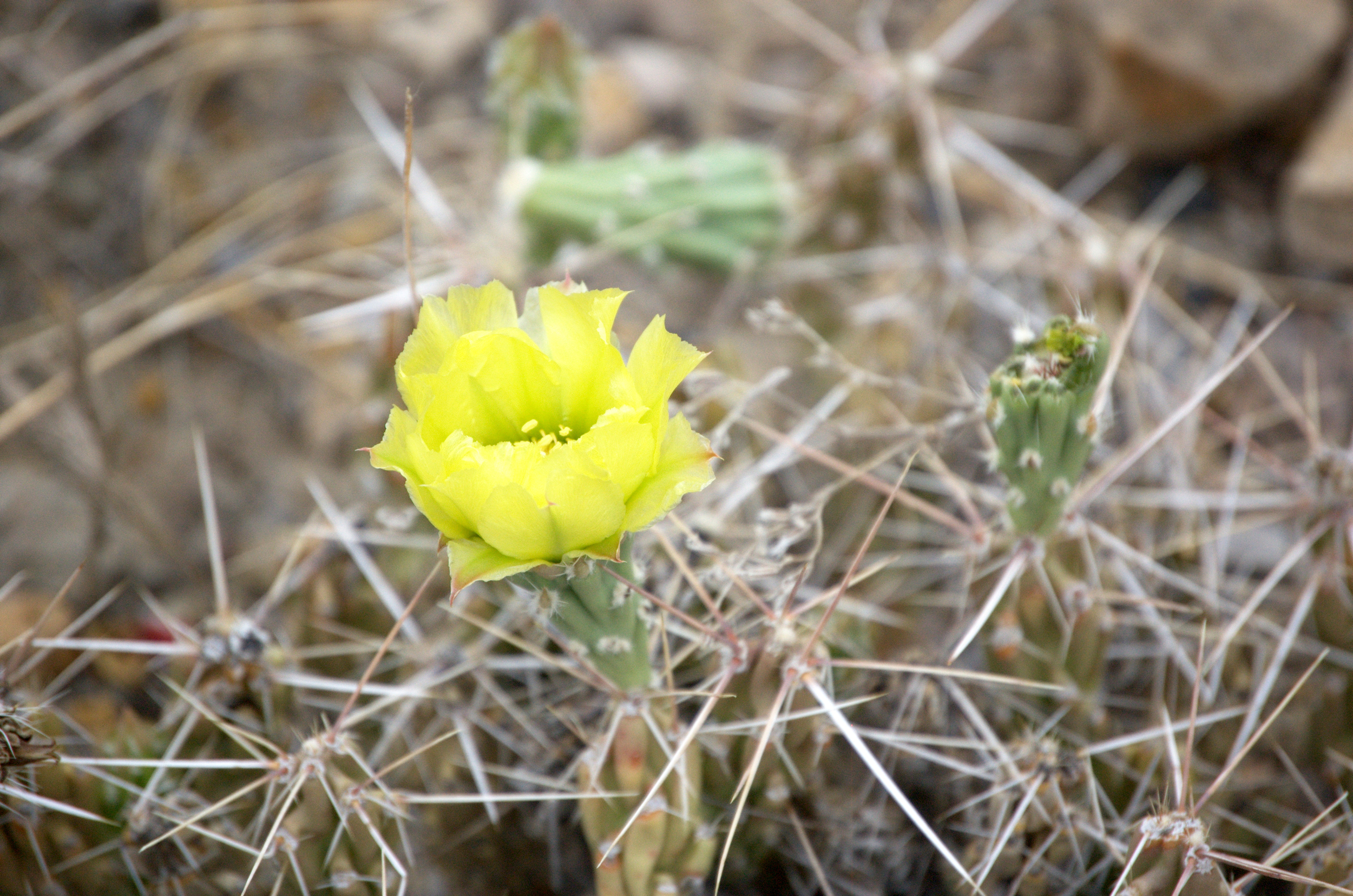 Grusonia aggeria