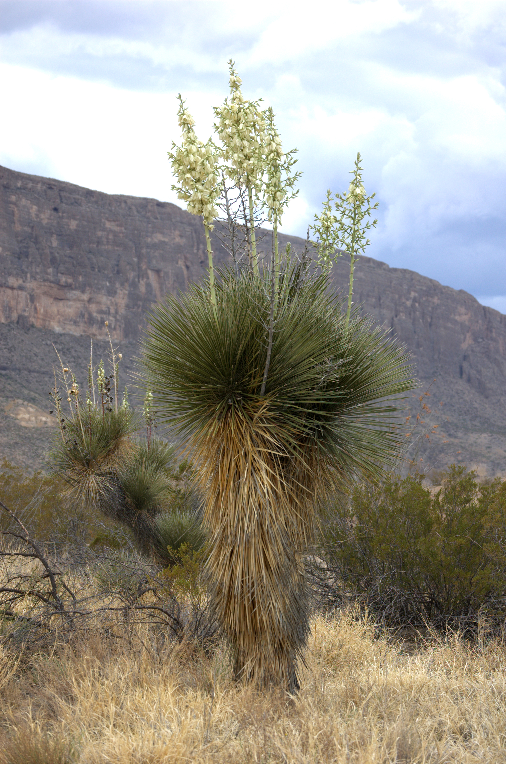 Yucca elata