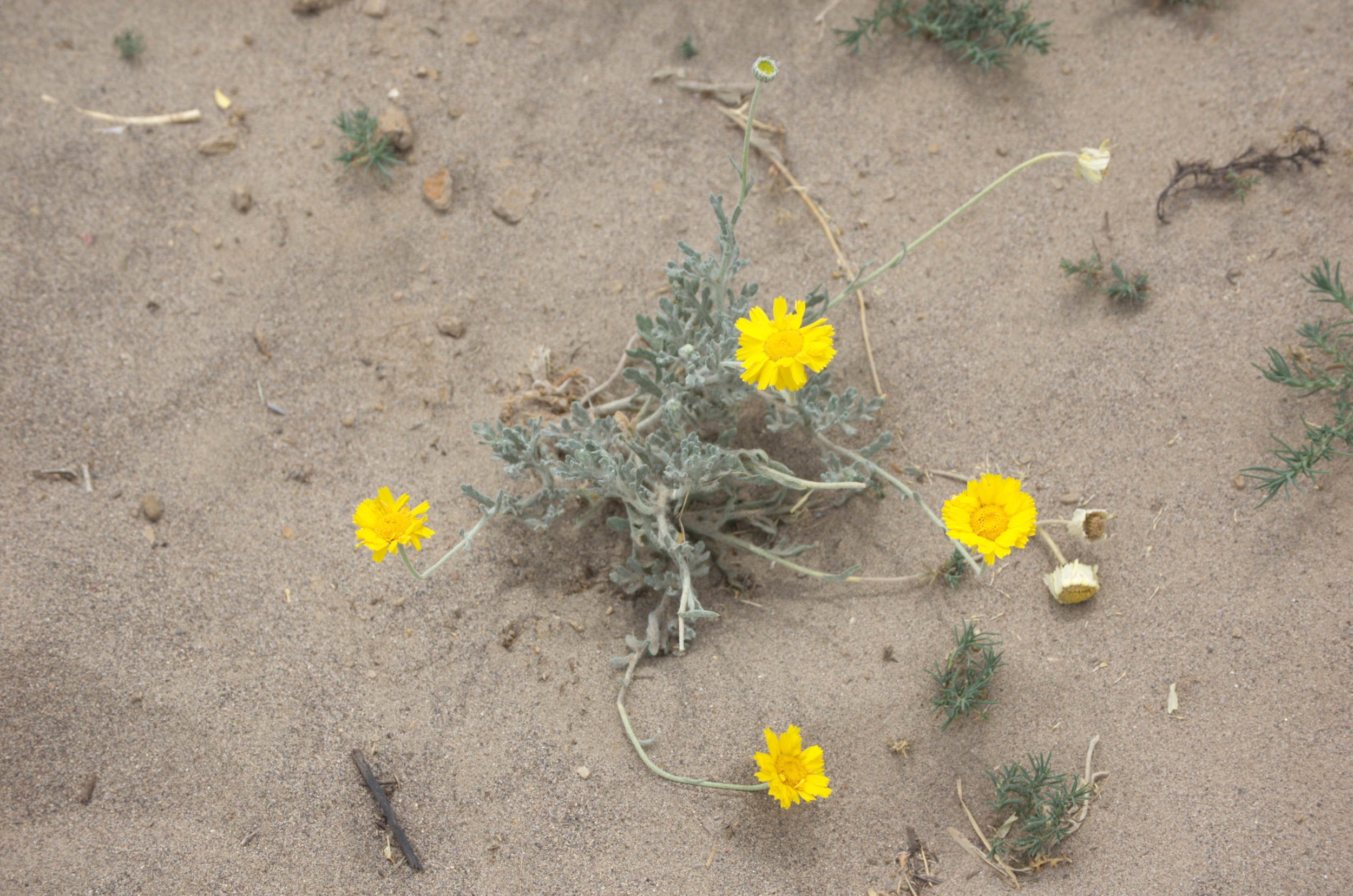 Baileya multiradiata