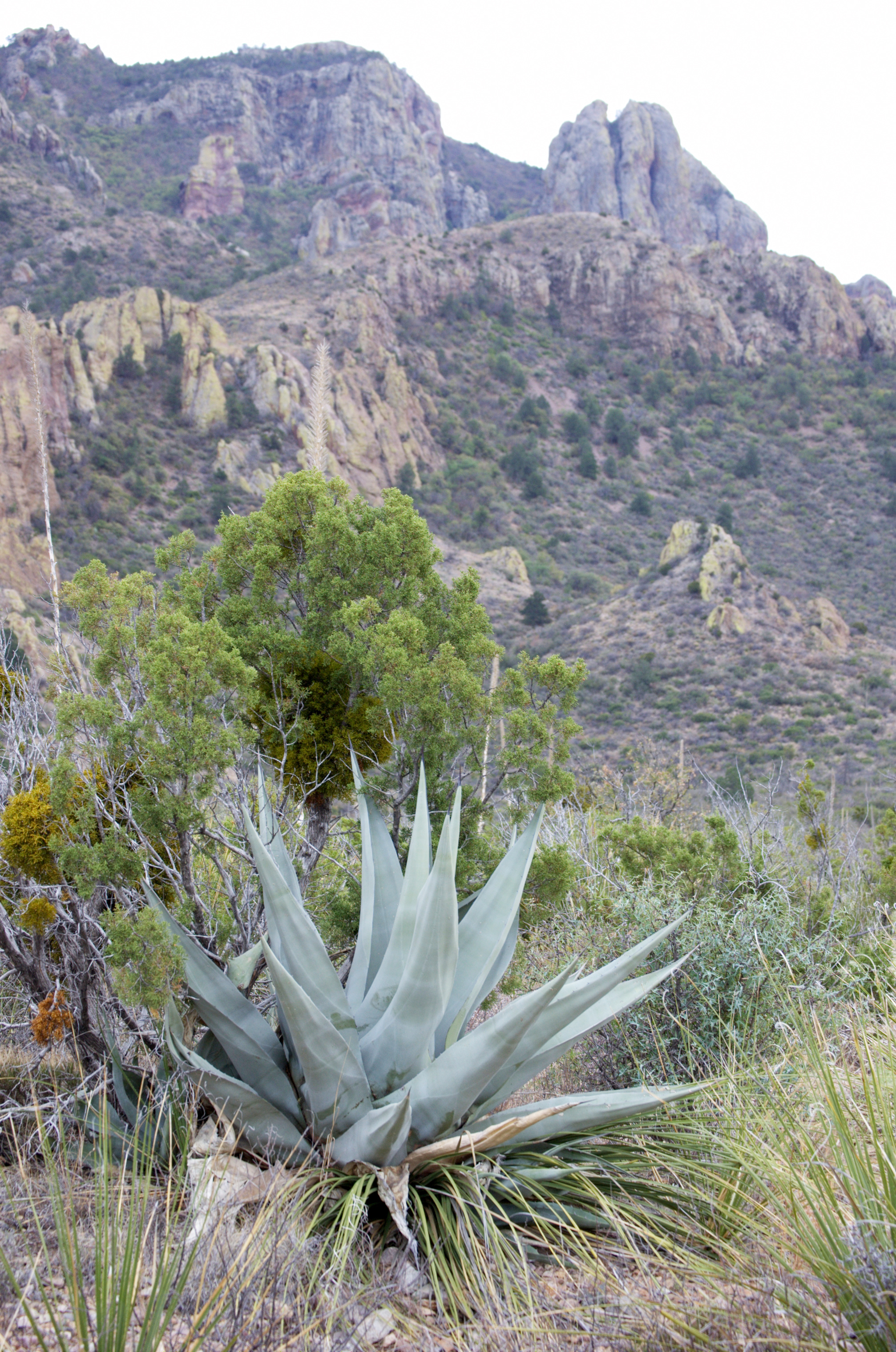 Agave havardiana