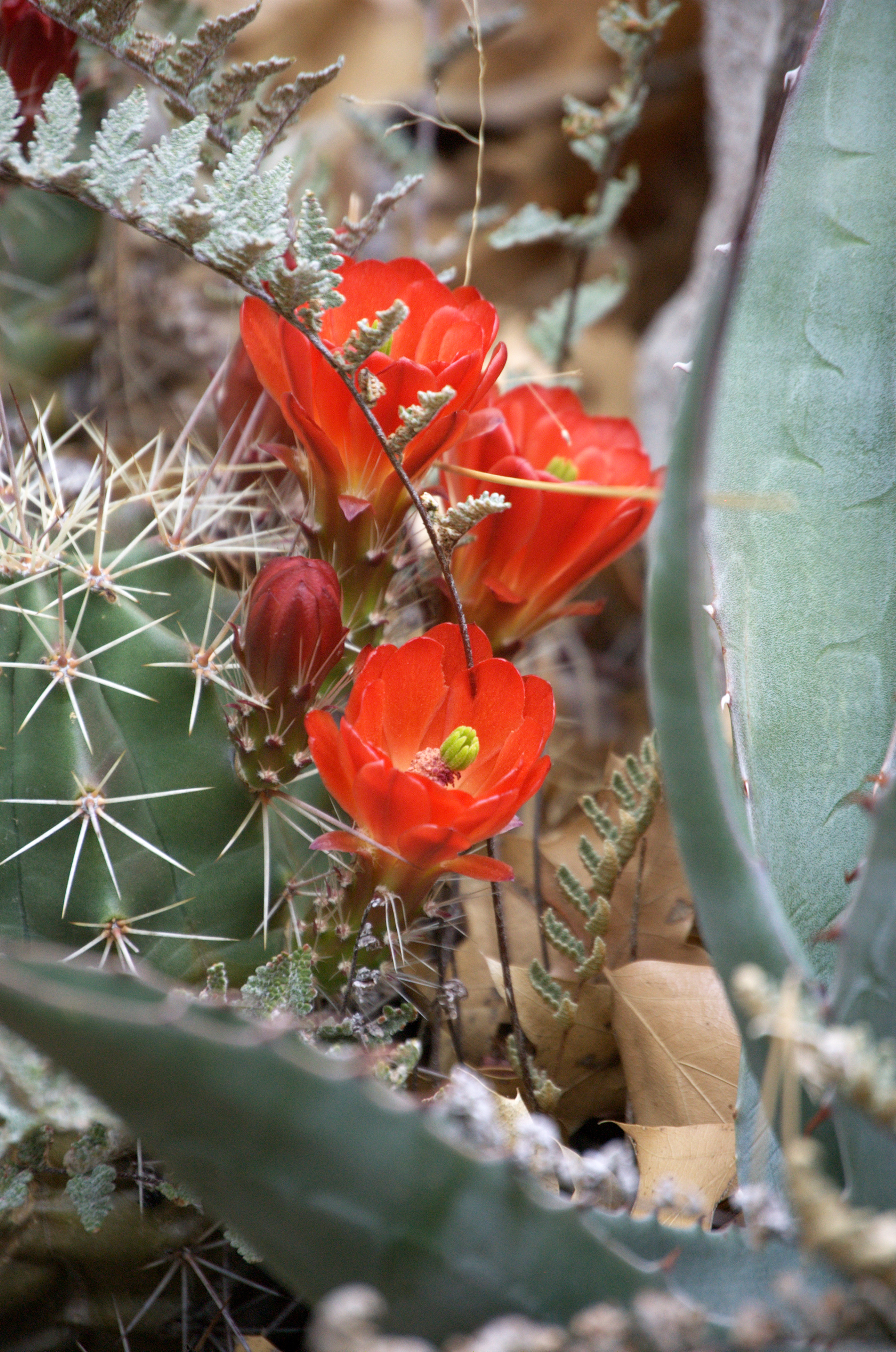 Echinocereus coccineus