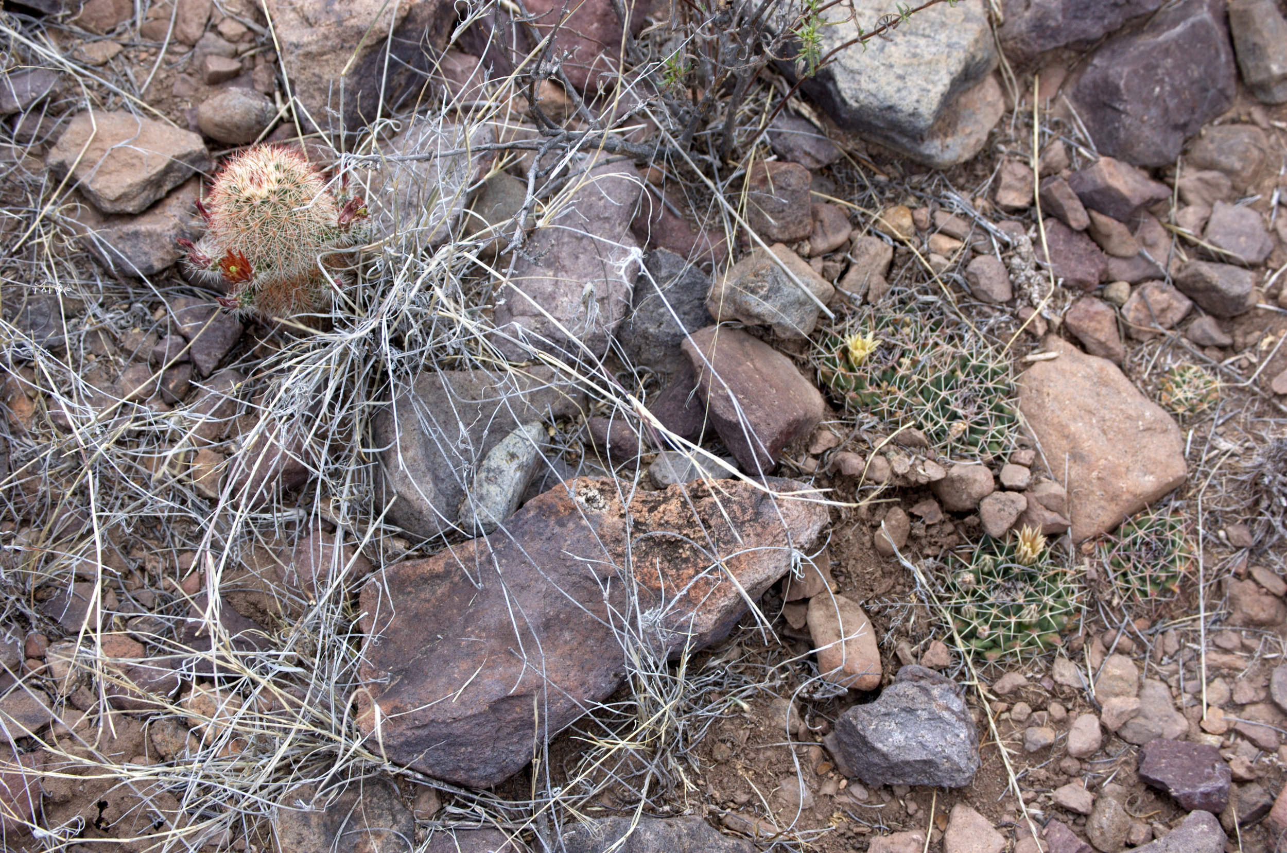 (L) Echinocereus viridiflorus var. russanthus, (R) Mammillaria meiacantha 