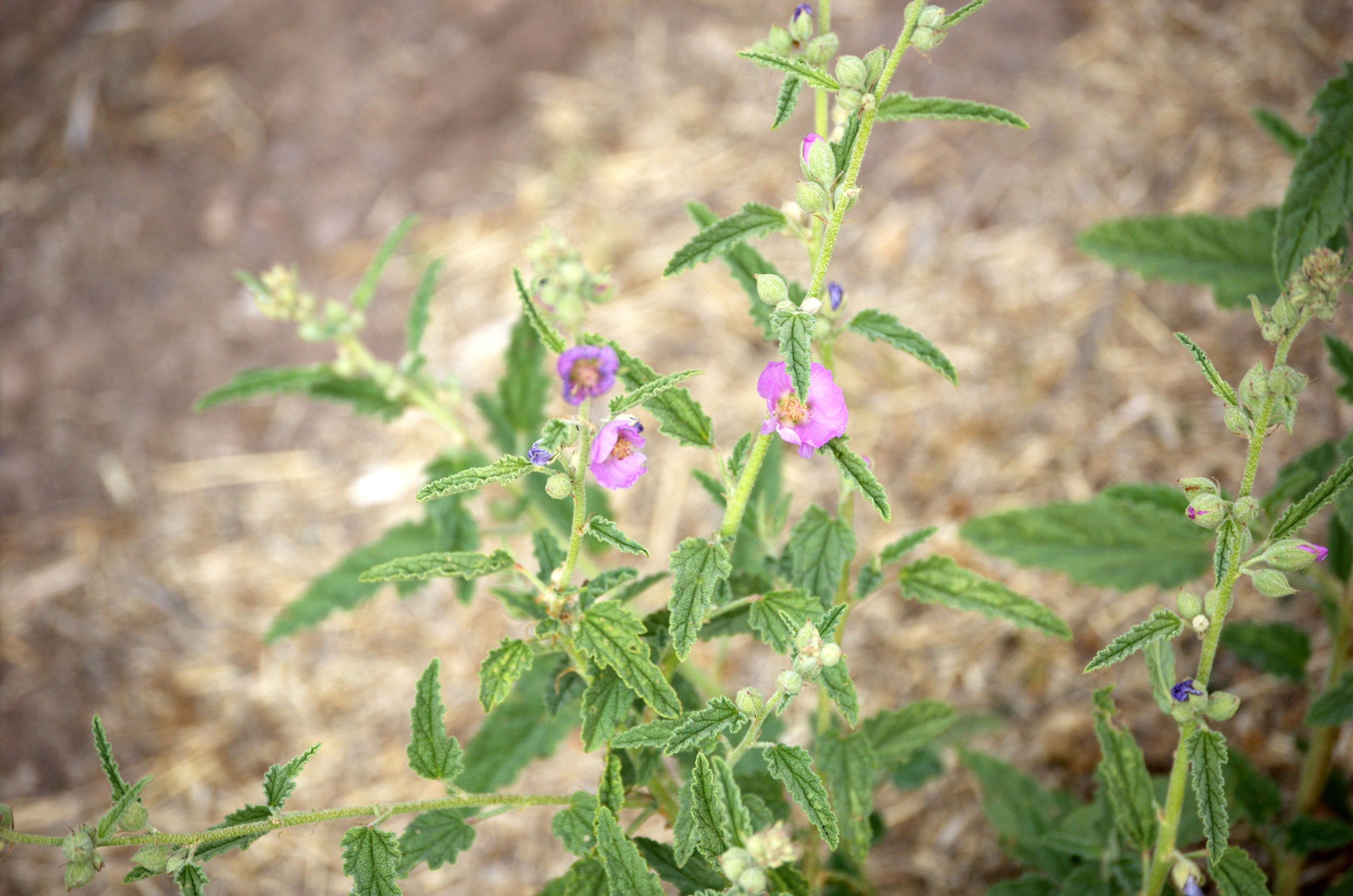 Sphaeralcea angustifolia