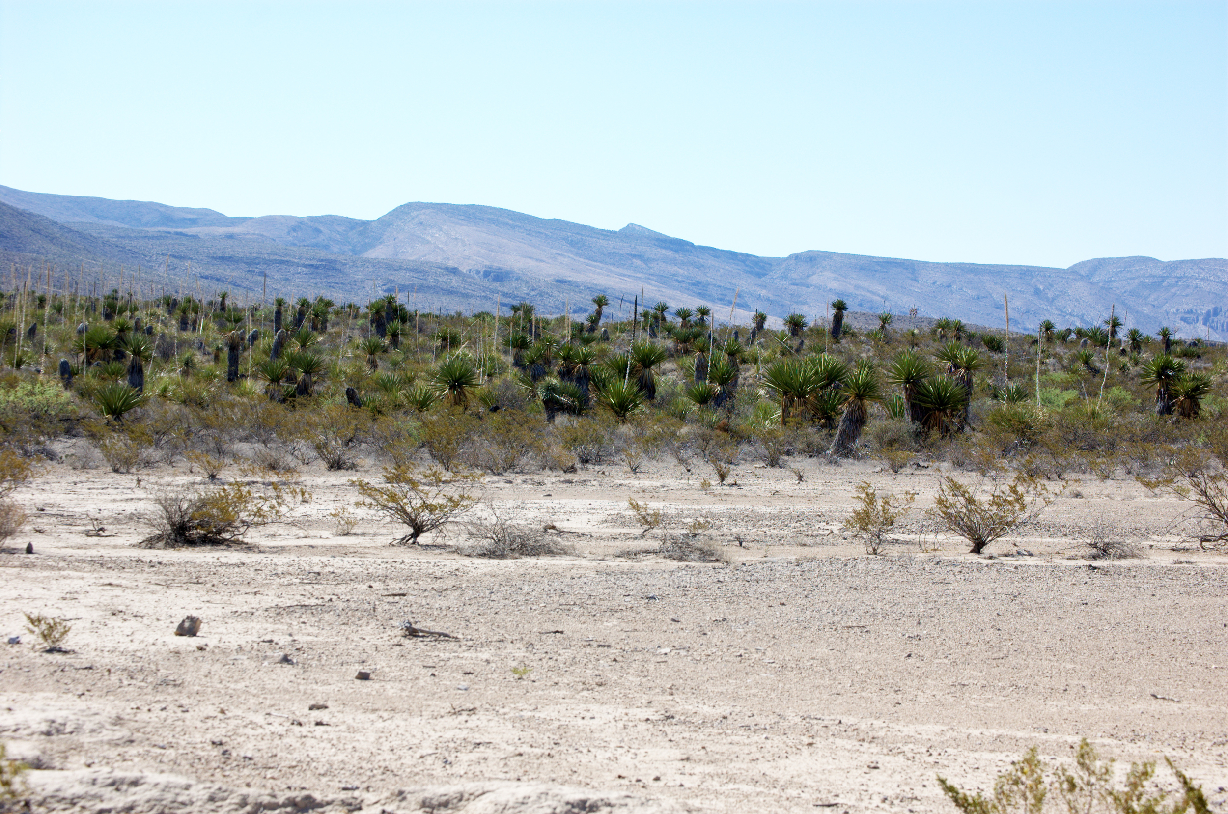 Dagger Flat, Yucca faxoniana