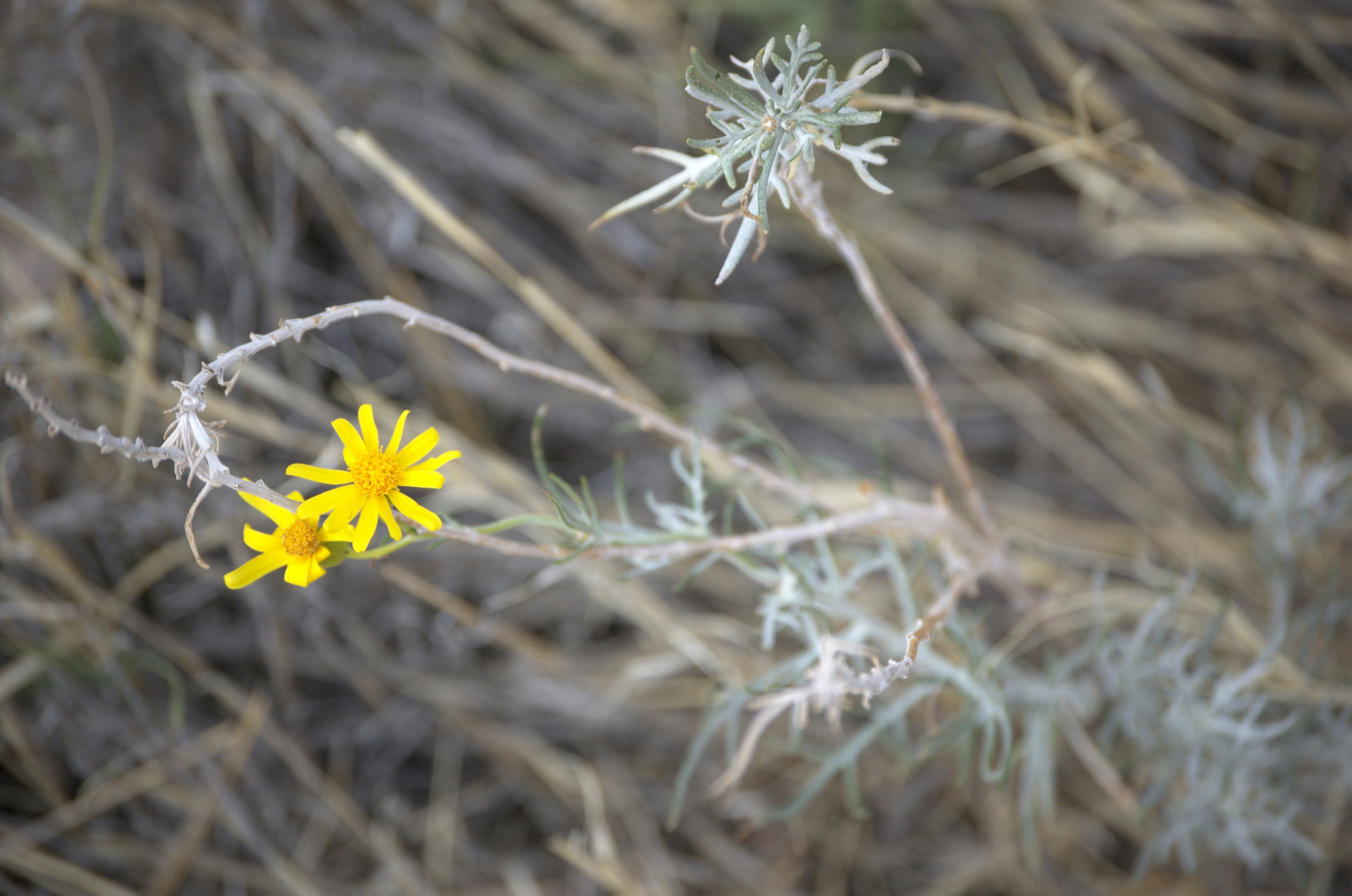 Heterotheca canascens