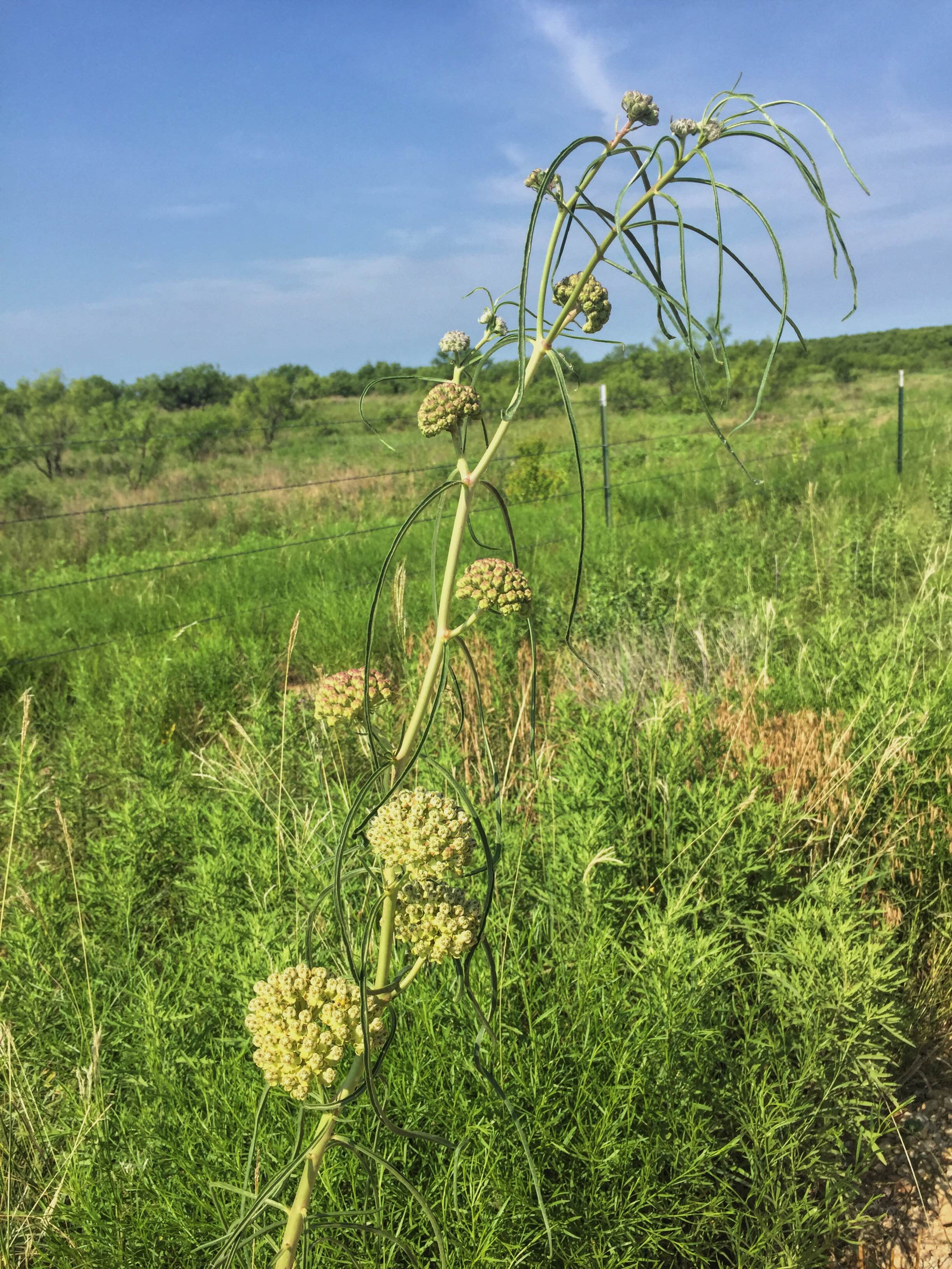 Asclepias engelmanniana