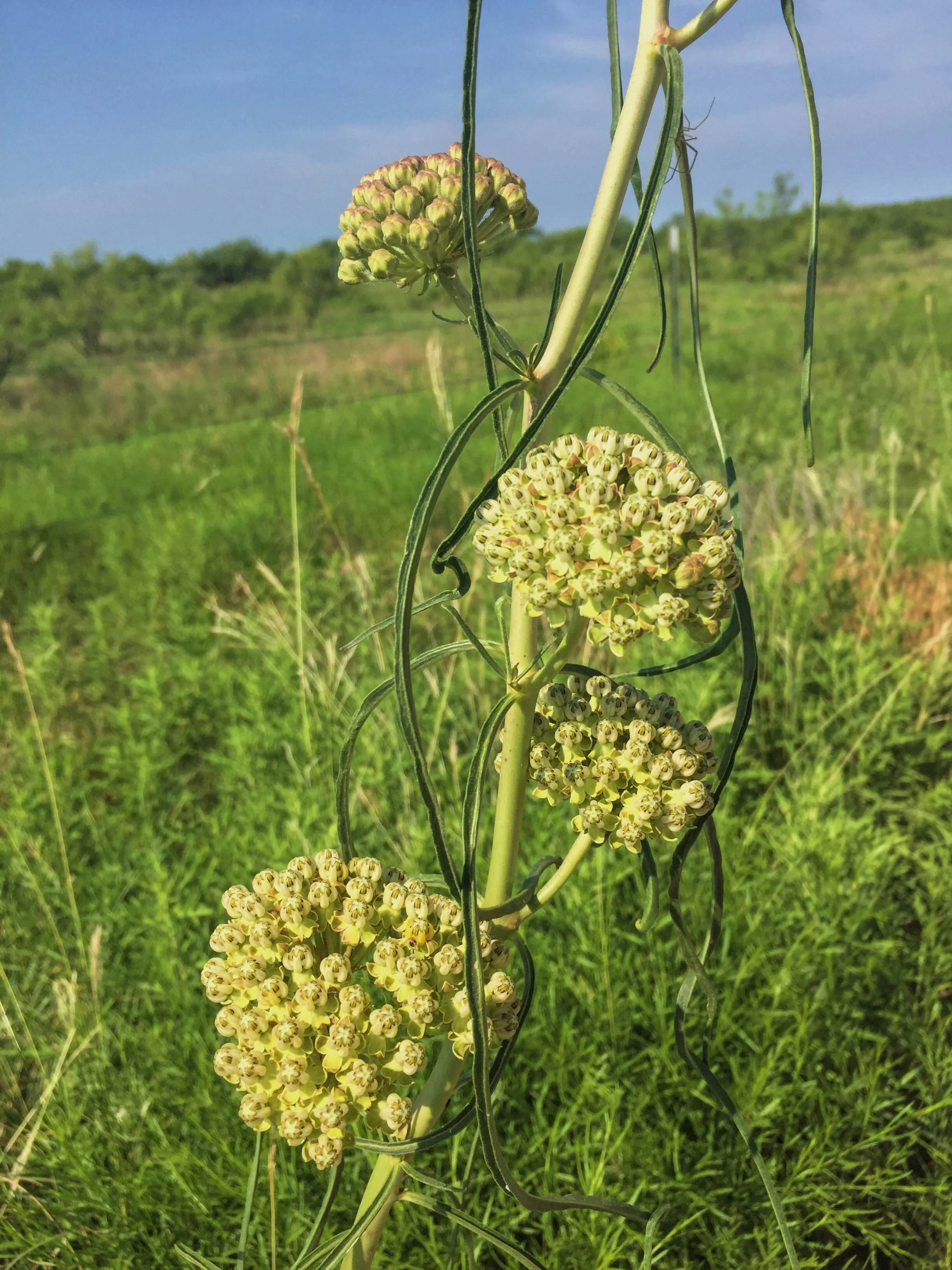 Asclepias engelmanniana