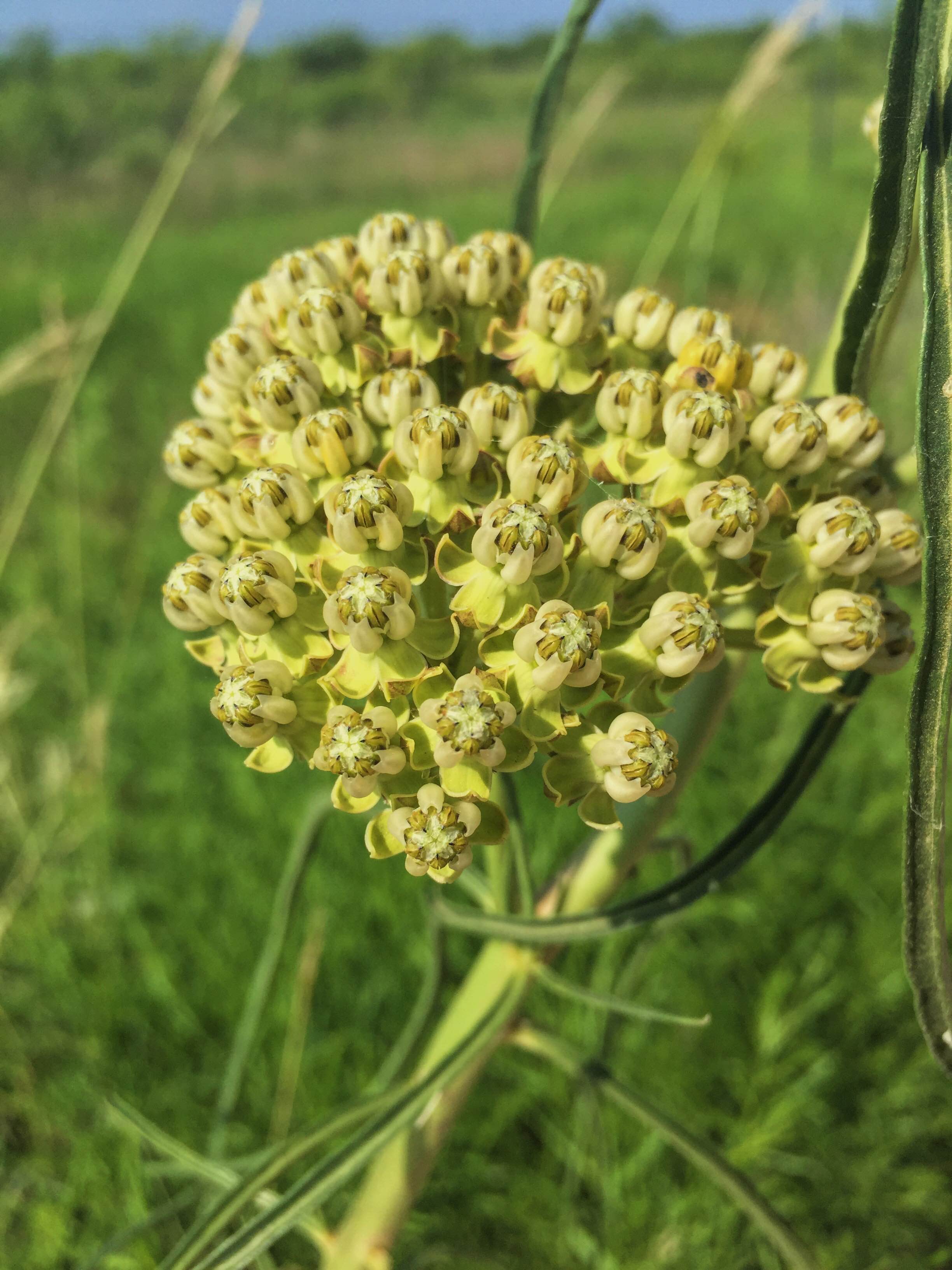 Asclepias engelmanniana
