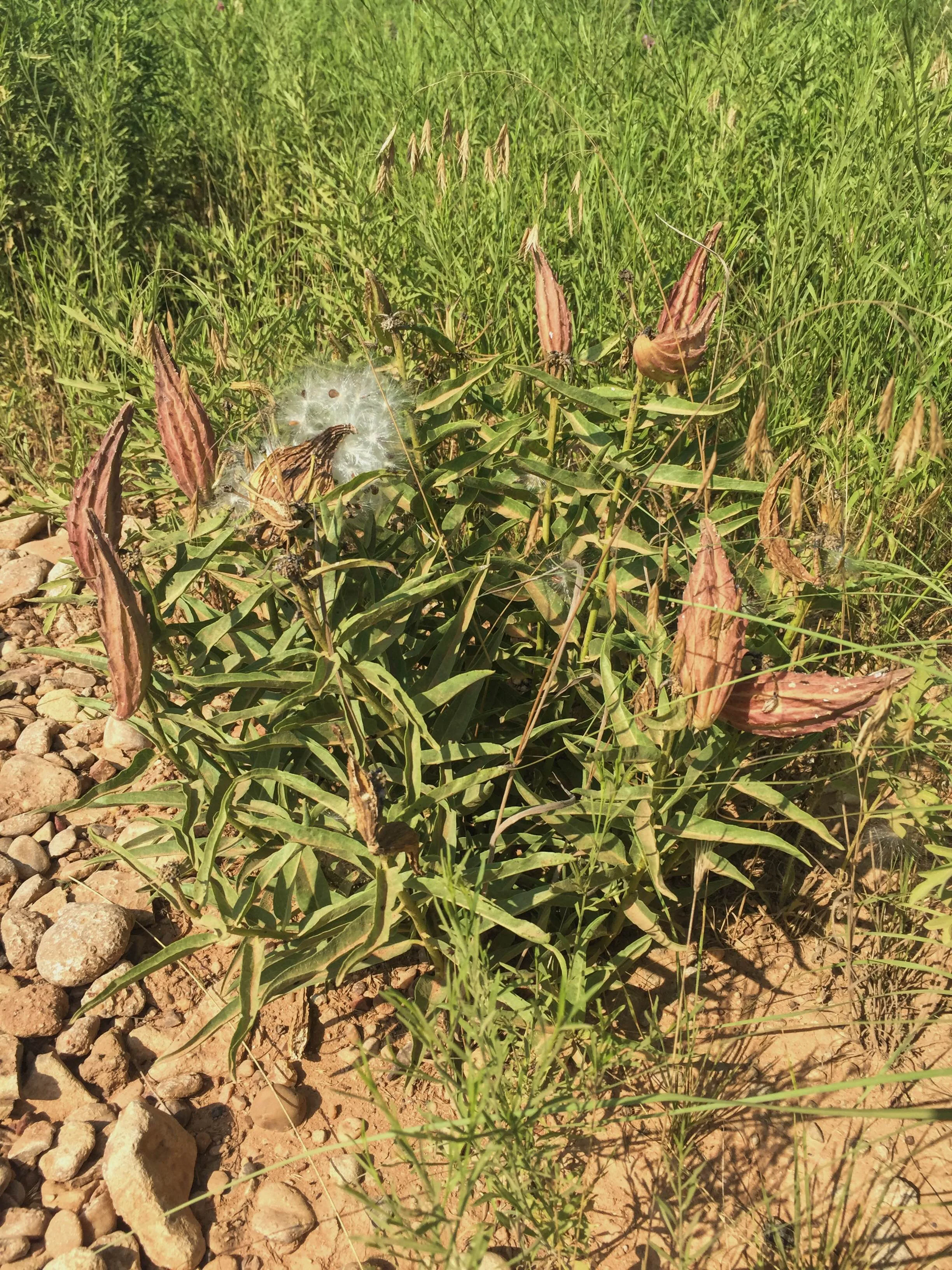 Asclepias asperula