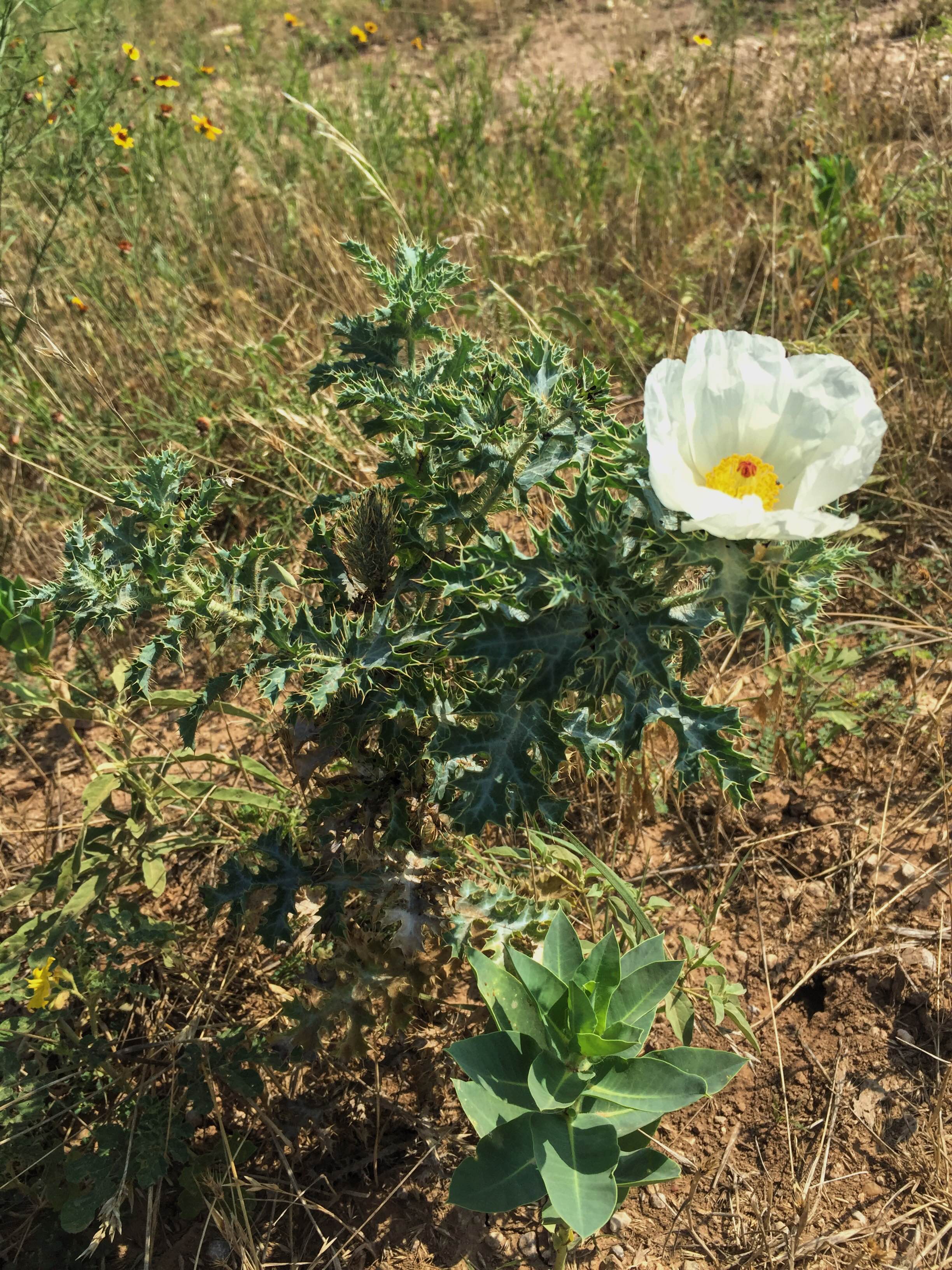 Argemone polyanthemos