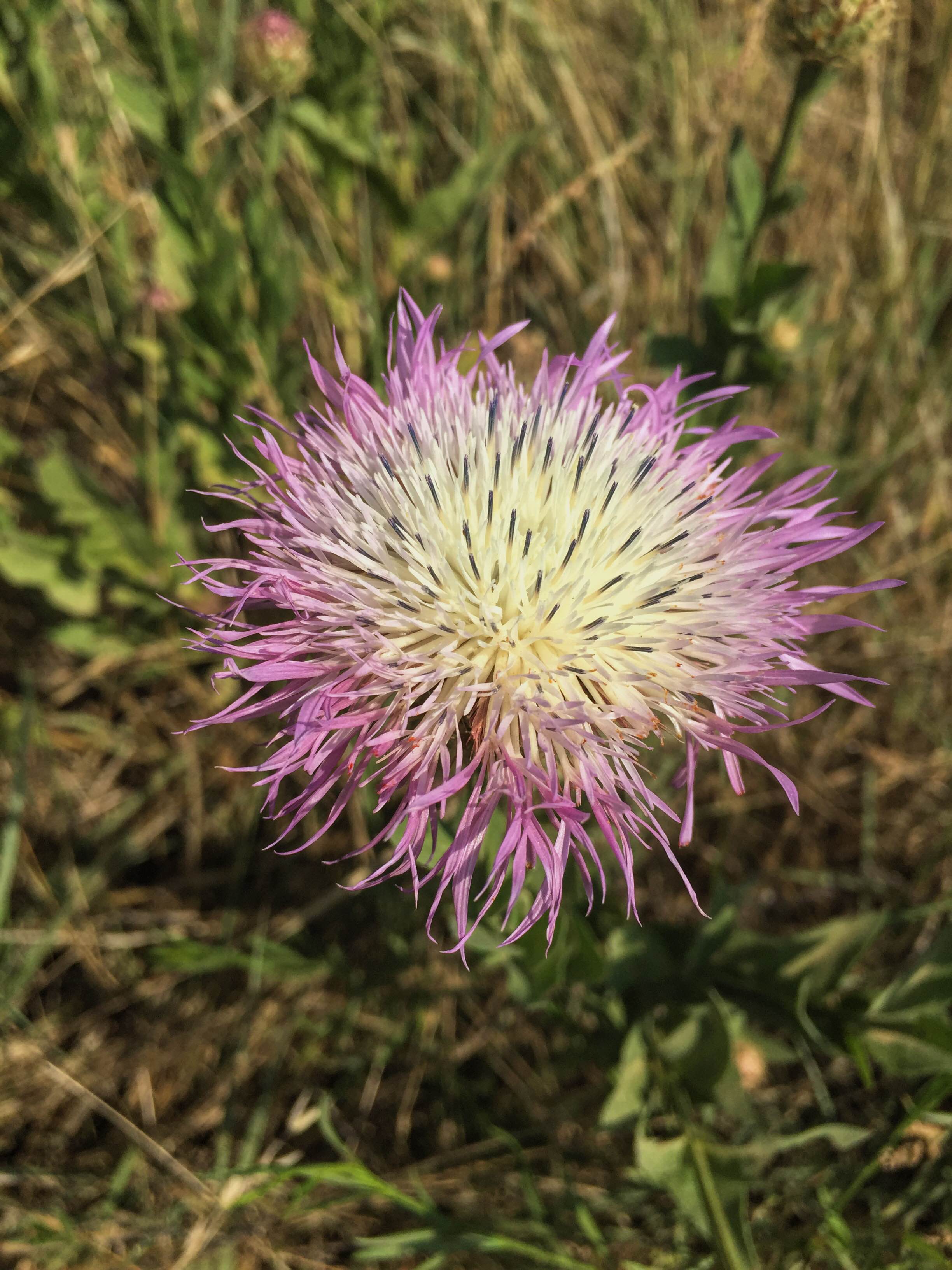 Centaurea americana