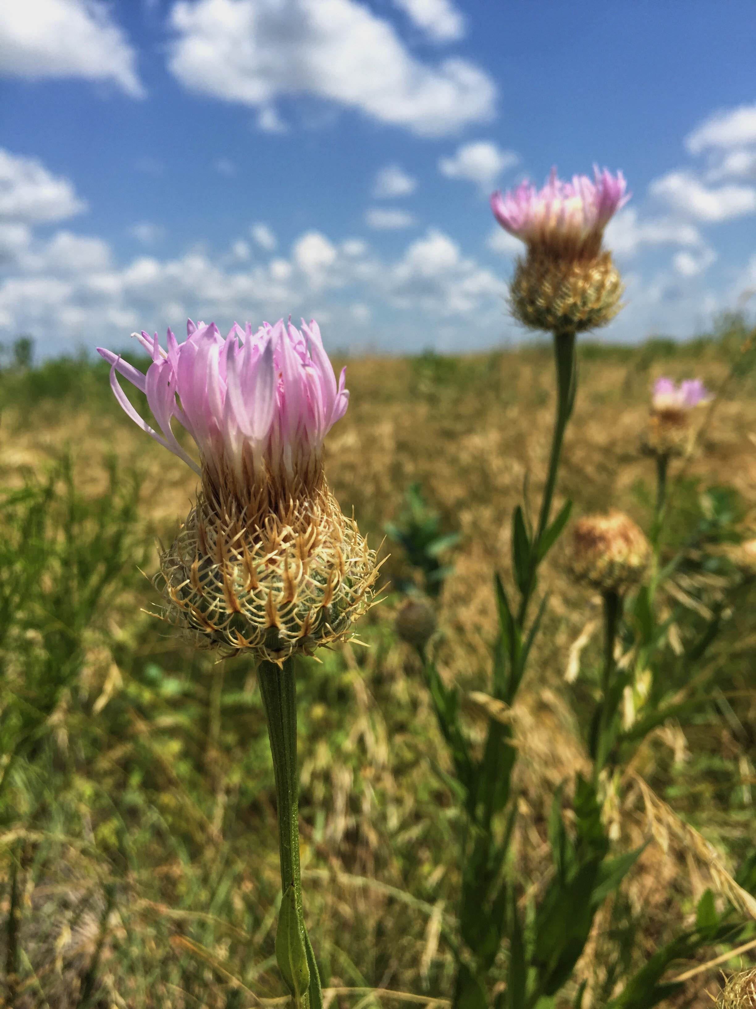 Centaurea americana